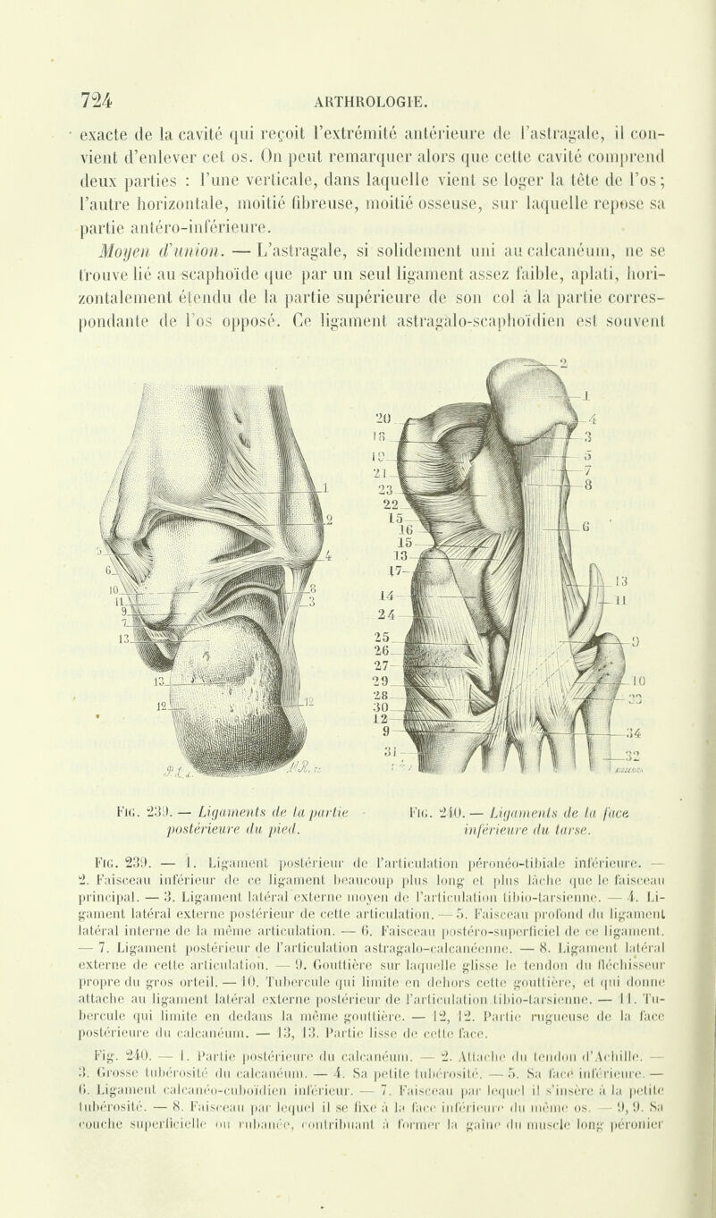 exacte de la cavité qui reçoit l’extrémité antérieure de l’astragale, il con¬ vient d’enlever cet os. On peut remarquer alors que cette cavité comprend deux parties : l’une verticale, dans laquelle vient se loger la tête de l’os ; l’autre horizontale, moitié fibreuse, moitié osseuse, sur laquelle repose sa partie antéro-inférieure. Moyen d’union. — L’astragale, si solidement uni au calcanéum, ne se trouve lié au scaphoïde que par un seul ligament assez faible, aplati, hori¬ zontalement étendu de la partie supérieure de son col à la partie corres¬ pondante de l’os opposé. Ce ligament astragalo-scaphoïdien est souvent Fig. 239. — Ligaments de ta partie Fig. 210.— Ligaments de la face postérieure du pied. inférieure du tarse. Fig. 239. — 1. Ligament postérieur de l’articulation péronéo-tibiale inférieure. — 2. Faisceau inférieur de ce ligament beaucoup plus long et plus lâche que le faisceau principal. — 3. Ligament latéral externe moyen de l’articulation tibio-tarsiennc. — 4. Li¬ gament latéral externe postérieur de cette articulation. — 5. Faisceau profond du ligament latéral interne de la même articulation. — 6. Faisceau postéro-superüciel de ce ligament. — 7. Ligament postérieur de l’articulation astragalo-calcanéenne. — 8. Ligament latéral externe de cette articulation. — 9. Gouttière sur laquelle glisse le tendon du fléchisseur propre du gros orteil. —10. Tubercule qui limite en dehors cette gouttière, et qui donne attache au ligament latéral externe postérieur de l’articulation tibio-tarsicnne. — 11. Tu¬ bercule qui limite en dedans la même gouttière. — 12, 12. Partie rugueuse de la face postérieure du calcanéum. — 13, 13. Partie lisse de cette face. Fig. 240. — 1. Partie postérieure du calcanéum. — 2. Attache du tendon d’Achille. — 3. Grosse tubérosité du calcanéum. — 4. Sa petite tubérosité. — 5. Sa face inférieure. — 0. Ligament ealcanéo-cuboïdien inférieur. — 7. Faisceau par lequel il s’insère à la petite tubérosité. — 8. Faisceau par lequel il se fixe à la face inférieure du même os. — 9, 9. Sa couche superficielle on rubanée, contribuant à former la gaine du muscle long péronier