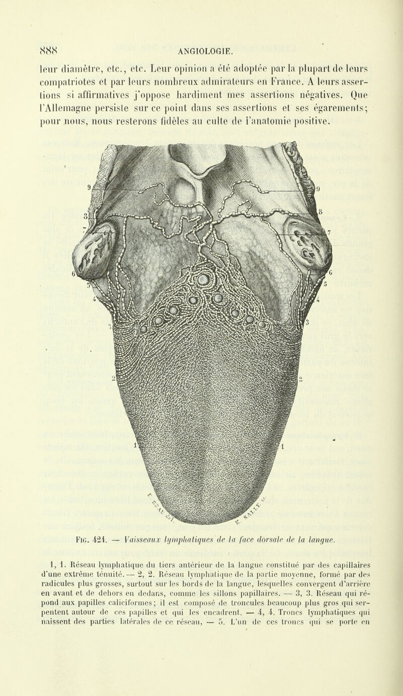 leur diamètre, etc., etc. Leur opinion a été adoptée par la plupart de leurs compatriotes et par leurs nombreux admirateurs en France. A leurs asser¬ tions si affirmatives j’oppose hardiment mes assertions négatives. Que l’Allemagne persiste sur ce point dans ses assertions et ses égarements; pour nous, nous resterons fidèles au culte de l’anatomie positive. 1,1. Réseau lymphatique du tiers antérieur de la langue constitué par des capillaires d’une extrême ténuité.— 2, 2. Réseau lymphatique de la partie moyenne, formé par des radicules plus grosses, surtout sur les bords de la langue, lesquelles convergent d’arrière en avant et de dehors en dedans, comme les sillons papillaires. — 3, 3. Réseau qui ré¬ pond aux papilles caliciformes ; il est composé de troncules beaucoup plus gros qui ser¬ pentent autour de ces papilles et qui les encadrent. — 4, 4. Troncs lymphatiques qui naissent des parties latérales de ce réseau, — 5. L’un de ces troncs qui se porte en