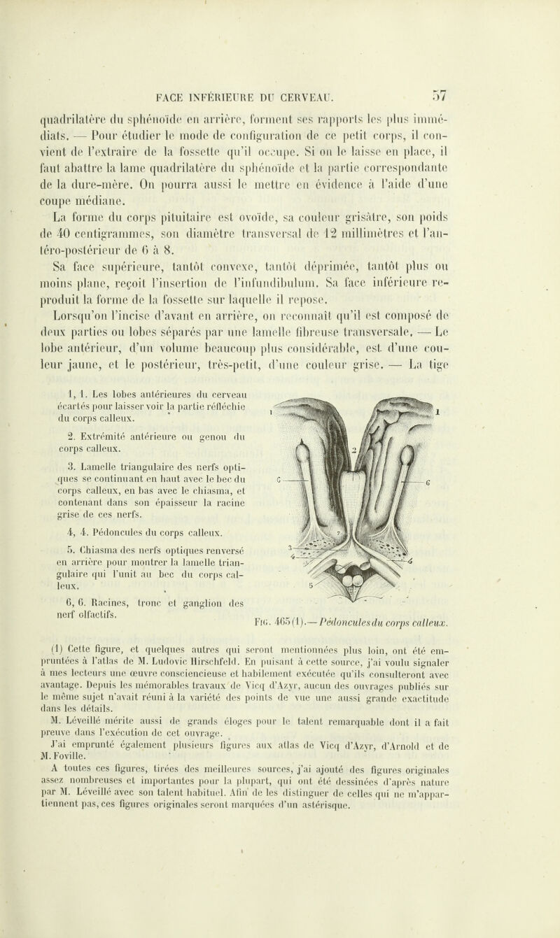 quadrilatère du sphénoide en arrière, foruieid ses rapports les [tins inuué- diats. — Pour étudier le mode de configuration de ce petit corps, il con¬ vient de l’extraire de la fossette qu’il occujte. Si on le laisse en jtlace, il faut abattre la lame quadrilatère du sphénoïde et la partie corresjtondante de la dure-mère. Ou pourra aussi le mettre en évidence à l’aide d’une coupe médiane. La forme du coiqts pituitaire est ovoïde, sa couleur grisâtre, sou poids de 40 centigrammes, son diamètre transversal de 12 millimètres et l’an¬ téro-postérieur de G cà 8. Sa face supérieure, tantôt convexe, tantôt déprimée, tantôt plus ou moins plane, reçoit l’insertion de rinfundibulum. Sa face inférieure re¬ produit la tonne de la fossette sur laquelle il repose. Lorsqu’on l’incise d’avant en arrière, oji reconnaît qu’il est composé de deux parties ou lobes séparés par une lamelle lîbreuse transversale, — Le lobe antérieur, d’un volume beaucoup plus considérable, est. d’une cou¬ leur jaune, et le postérieur, très-petit, d’une couleur grise. — La tige 1, 1. Les lobes antérieures du cerveau écartés pour laisser voir la partie rélléchie du corps calleux. 2. Extrémité antérieure ou genou du corps calleux. 3. Lamelle triangulaire des nerfs opti¬ ques se coutiuuant en liant avec le bec du corps calleux, en bas avec le cliiasma, et contenant dans son épaisseur la racine grise de ces nerfs. 4, 4. Pédoncules du corps calleux. 5. Cbiasma des nerfs optiques renversé en arrière pour montrer la lamelle trian¬ gulaire qui Punit au bec du corps cal¬ leux. 6, G. Racines, tronc et ganglion des nerf olfactifs. Fin. 465(1).— Pédoncules du corps calleux. (1) Cette figure, et quelques autres qui seront mentionnées plus loin, ont été em¬ pruntées à l’atlas de M. Ludovic Ilirschfeld. En puisant à cette source, j’ai voulu signaler à mes lecteurs une œuvre consciencieuse et habilement exécutée qu’ils consulteront avec avantage. Depuis les mémorables travaux de Vicq d’Azyr, aucun des ouvrages publiés sur le même sujet n’avait réuni à la variété des points de vue une aussi grande exactitude dans les détails. M. Léveillé mérite aussi de grands éloges pour le talent remarquable dont il a fait preuve dans l’exécution de cet ouvrage. J’ai emprunté également plusieurs figures aux atlas de Vicq d’Azyr, d’Arnold et de M. Foville. A toutes ces figures, tirées des meilleures sources, j’ai ajouté des figures originales assez nombreuses et importantes pour la plupart, qui ont été dessinées d’après nature par M. Léveillé avec son talent babitnel. Afin de les distinguer de celles qui ne m’appar¬ tiennent pas, ces figures originales seront marquées d’un astérisque.