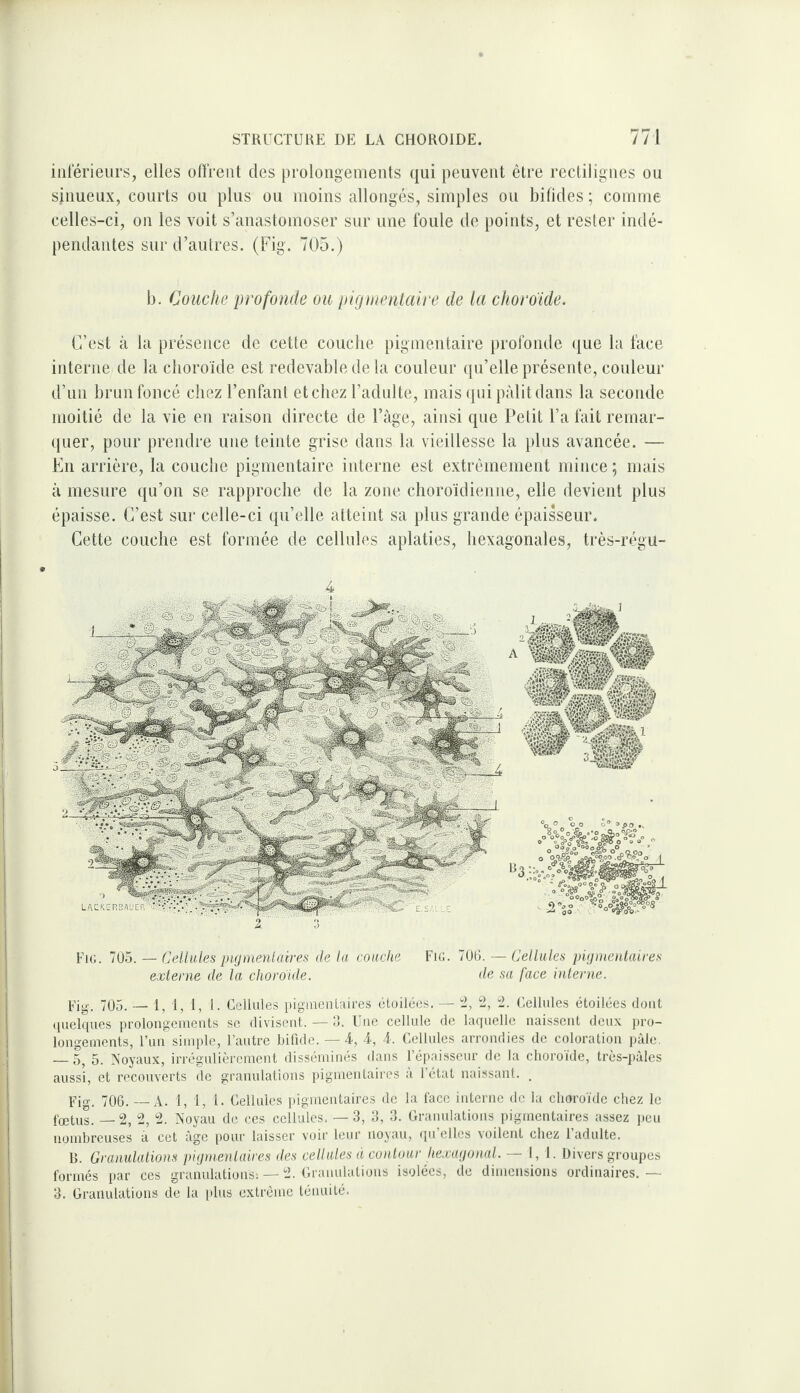 inférieurs, elles offrent des prolongements ({ui peuvent être rectilignes ou sinueux, courts ou plus ou moins allongés, simples ou bifides; comme celles-ci, on les voit s’anastomoser sur une foule de points, et rester indé¬ pendantes sur d’autres. (Fig. 705.) b. Couche profonde ou pigmentaire de la cfioroide. C’est à la présence de cette couche pigmentaire profonde ({ue la face interne de la choroïde est redevable de la couleur ([u’elle présente, couleur d’un brun foncé chez l’enfant etcbez l’adulte, mais (pii pâlit dans la seconde moitié de la vie en raison directe de l’age, ainsi que Petit l’a fait remar¬ quer, pour prendre une teinte grise dans la vieillesse la plus avancée. — En arrière, la couche pigmentaire interne est extrêmement mince; mais à mesure qu’on se rapproche de la zone choroïdienne, elle devient plus épaisse. C’est sur celle-ci qu’elle atteint sa plus grande épaisseur. Cette couche est formée de cellules aplaties, hexagonales, très-régu- 4 A Fie. 705. — Cellules pujmenlaires de la couche Fig. 70(3. — Cellules pujoioitaires externe de la chordide. de sa face interne. Fig. 705. — 1,1,1, 1- Cellules piginenlaires étoilées. — “2, 2, 2. Cellules étoilées dont quelques pi-olougements se divisent. — O. Une cellule de laquelle uaisseiit deux pro¬ longements, Fun simple, l’autre bifide. — 4, 4, 4. Cellules arrondies de coloration pâle. _5^ 5. ^Noyaux, irrégulièrement disséminés dans l’épaisseur de la choroïde, très-pàles aussi, et recouverts de granulations iiigmentaires a l’état naissant. . Fig. 706. — A. 1, 1, t. Cellules pigmentaires de la face interne de la choroïde chez le fœtus. —2, 2, 2. Noyau de ces cellules, —3, 3, 3. Granulations pigmentaires assez ])eu nombreuses a cet âge pour laisser voir leur noyau, (pi’ellcs voilent chez l’adulte. B. Granulations pifjnienlaires îles cellules à contour hexagonal. — C 1- Divers groupes formés par ces granulations; — 2. Granulations isolées, de dimensions ordinaires.— 3. Granulations de la |)lus extrême ténuité.