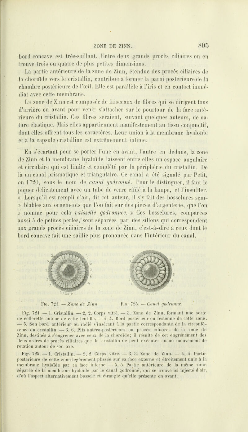 ZONE DE ZINN. S05 boni concave est Irès-saillant. Entre deux grands procès ciliaires on en trouve trois ou quatre de plus petites dimensions. La partie antérieure de la zone de Zinn, étendue des procès ciliaires de la choroïde vers le cristallin, contribue à former la paroi postérieure de la chambre postérieure de l’œil. Elle est parallèle à l’iris et en contact immé¬ diat avec cette membrane. La zone de Zinn est composée de faisceaux de fibres qui se dirigent tous d’arrière en avant pour venir s’attacher sur le pourtour de la face anté¬ rieure du cristallin. Ces fibres seraient, suivant quelques auteurs, de na¬ ture élastique. Mais elles appartiennent manifestement au tissu conjonctif, dont elles offrent tous les caractères. Leur union à la membrane hyaloïde et à la capsule cristalline est extrêmement intime. En s’écartant pour se porter l’une en avant, l’autre en dedans, la zone de Zinn et la membrane hyaloïde laissent entre elles un espace angulaire et circulaire qui est limité et complété par la périphérie du cristallin. De là un canal prismatique et triangulaire. Ce canal a été signalé par Petit, en 17:20, sous le nom de canal godronné. Pour le distinguer, il faut le piquer délicatement avec un tube de verre eftilé à la lampe, et l’insuffler. « Lorsqu’il est rempli d’air, dit cet auteur, il s’y fait des bosselures sem- » blables aux ornements que l’on fait sur des pièces d’argenterie, que l’on » nomme pour cela vaisselle godronnée. » Ces bosselures, comparées aussi à de petites perles, sont séparées par des sillons qui correspondent aux grands procès ciliaires de la zone de Zinn, c’est-à-dire à ceux dont le bord concave fait une saillie plus prononcée dans l’intérieur du canal. Fig. 7;2i. — Zone de Zinn. Fig. —Can(d (jodronne. Fig. 7'2i. — 1. Ci’istallin. — 2, 2. Corps vitré. — 3. Zone de Zinn, formant une sorte (le collerette autour de cette lentille.—I, 4. lîord postérieur ou festonné de cette zone. — 5. Son bord antérieur ou radié s’insérant à la partie correspondante de la circonfé¬ rence du cristallin. — G, 6. Plis antéro-postérieurs ou procès ciliaires de la zone de Zinn, destinés à s’engrener avec ceux de la choroïde; il résulte de cct engrénement des deux ordres de procès ciliaires que le cristallin ne peut exécuter aucun mouvement de rotation autour de son axe. Fig. 725. — 1. Cristallin. — 2, 2. Corps vitré. — 3, 3. Zone de Zinn. — i, 4. Partie postérieure de cette zone légèrement plissée sur sa face externe et étroitement unie à la membrane hyaloïde par ta face interne. — 5, 5. Partie antérieure de la meme zone séparée de la membrane hyaloïde par le canal godronné, qui se trouve ici injecté d’air, d’où l’aspect alternativement bosselé et étranglé qu’elle présente en avant.