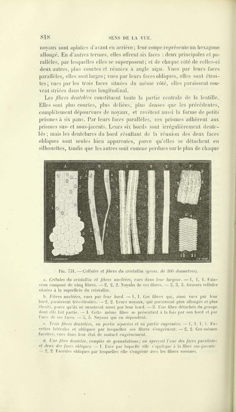 iioyau.v sont aplaties d’avant en arrière; leur con[)ereprésentenn hexagone allongé. En d’anlres termes, elles olï'rent six faces : deux principales et pa¬ rallèles, par lesquelles elles se siiperposeid ; et de clia([uc coté de celles-ci deux autres, plus courtes et réunies à angle aigu. Vues par leurs faces parallèles, elles sont larges; vues par leurs faces obliques, elles sont étroi¬ tes ; vues par les trois faces situées du même côté, elles paraissent sou¬ vent striées dans le sens longitudinal. Les fibres dentelées constituent toute la partie centrale de la lentille. Elles sont plus courtes, plus déliées, plus denses que les précédentes, complètement dépourvues de noyaux, et revctcut aussi la forme de petits prismes à six pans. Par leurs faces parallèles, ces prismes adhèrent aux prismes sus- et sous-jacents. Leurs six bords sont irrégulièrement dente¬ lés; mais les dentelures du bord résultant de la réunion des deux faces obliques sont seules bien apparentes, parce qu’elles se détachent en silhouettes, tandis que les autres sont comme perdues sur le plan de cba([ue Fig. 7ai. — Cellules et fibres du cristallin (yross. de 300 diamelres). a. Cellules du cristallin et fibres nudéées, vues dans leur lanjeur.— I, 1, i. Fais¬ ceau composé de cinq fibres. —2, 2, 2. Noyaux de ces libres. — 3, 3, 3. Grosses cellules situées à la superficie du cristallin. b. Fibres nucléées, vues par leur bord. —-1,1. Ges fibres (pii, ainsi vues par leur bord, paraissent très-étroites. — 2, 2. lueurs noyaux, (fui paraissent jiliis allonpms et fdus étroits, parce qu’ils se montrent aussi par leur bord. — 3. Une fibre détacliée du proufie dont elle lait partie. — i. Getle même fibre se présentant à la lois f*ar son bord et fiar Fuiie de ses faces. — ü, 5. Noyaux (jni en défiendent. c. Trois fd)res dentelées, en partie séparées et en partie enrjrenées. — I, 1, 1, I. Fa¬ cettes latérales et obliques par lesquelles ces fibres s’engrenont. — 2, 2. Ces im'ines facettes, vues dans leur état de mutuel engrènement. d. Une fibre dentelée, remplie de fjranulations; on aperçoit fane des faces parallèles Pt deux des faces obliipies. — 1. Face i»ar laquelle elle s’appli(pie à la fibre sus-jacente. --2, 2. Facettes obliques par lesipielles elle s’engrènè avec les fibres voisines.