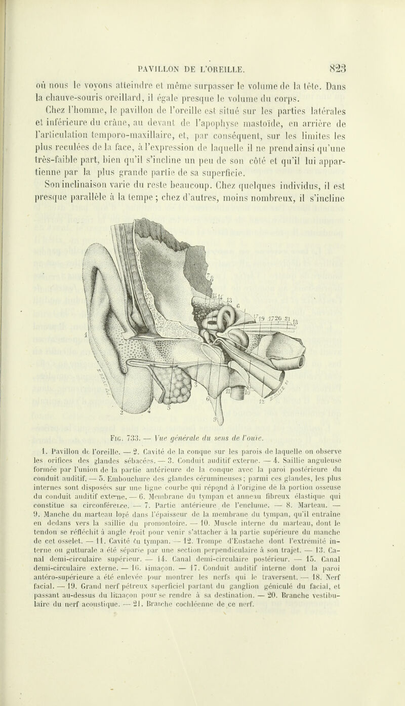 OÙ nous le voyons aUeiinlre et môme surpasser le volume de la tête. Dans la chauve-souris oreillard, il égale prescpie le volume du corps. Chez riiomme, le pavillon de l’oreille est situé sur les parties latérales et inférieure du crâne, au devant de l’apophyse masloïde, en arrière de rarticulation temporo-maxillaire, et, par conséquent, sur les limites les plus reculées delà face, à l’expression de laquelle il ne prend ainsi (pi’une très-faible part, bien qu’il s’incline un peu de son ccMé et qu’il lui appar¬ tienne par la plus grande partie de sa superficie. Son inclinaison varie du reste beaucoup. Chez quelques individus, il est presque parallèle à la tempe ; chez d’autres, moins nombreux, il s’incline Fig. 733. — Vue (jénéraJe du sens de rouie. 1. Pavillon de l’oreille. —2. Cavité de la conque sur les parois de laquelle on observe les orifices des glandes sébacées. — 3. Conduit auditif externe. —A. Saillie anguleuse formée par runion de la partie antérieure de la comjue avec la paroi postérieure du conduit auditif. — 5. Embouchure des glandes cérumincuscs ; ])armi ces glandes, les plus internes sont disposées sur une ligue courbe (jui répo.nd à l’origine de la portion osseuse du conduit auditif externe. — G. Membrane du tympan et anneau libreux élasticpu; qui constitue sa circonférei.ce. — 7. Partie antérieure (le l’enclume. — 8. Marteau. — 9. Manche du marteau loïé dans l’épaisseur de la mendiraue du tymi)an, ipi’il entraîne en dedans vers la saillie du promontoire. — 10. Muscle interne du marteau, dont le tendon se réfléchit à angle ib’oit pour venir s’attacher à la partie supérieure du manche de cet osselet. — 11. Cavité (u tynqian. — V2. l'rompe d’Eustaebe dont l’extrémité in¬ terne ou gutturale a été séparte par une section iterpendiculairc à son trajet. — 13. Ca¬ nal demi-circulaire supérieur. — \i. Canal demi-circulaire postérieur. — 15. Canal demi-circulaire externe. — Ki. limaçon. — 17. Conduit auditif interne dont la jtaroi antéro-supérieure a été enlevée inur montrer les nerfs ipd le traversent. — 18. Nerf facial. — 19. Grand nerf pétreux sqierliciel partant du ganglion géniculé du facial, et passant au-dessus du limaçon pour se rendre à sa destination. — iO. Ib’anchc vestibu- laire du nerf acoustique. —21. Rraiebe cocbléeniie de ce nerf.