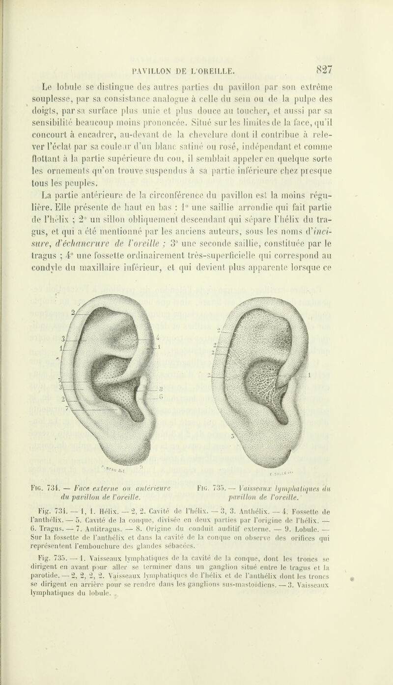 Le lobule se disliiigue des autres parties du pavillon par sou extrême souplesse, par sa cousistauce analogue à celle du sein ou de la pul[)e des doigts, par sa surface plus unie et plus douce au toucher, et aussi par sa sensibilité beaucoup moins jirononcce. Silué sur les limites de la face,([u’il concourt à encadrer, au-devant de la chevelure dont il contribue à rele¬ ver l’éclat par sa couleur d’un lilaiic satiné ou rosé, indépendant et comme flottant à la partie supérieure du cou, il semblait appeler en ipielqne sorte les ornements qu’on trouve suspendus à sa partie inférieure chez presque tous les peuples. La partie antérieure de la circonférence du pavillon est la moins régu¬ lière. Elle présente de haut en bas : 1° une saillie arrondie qui fait partie de riiélix ; 2 un sillon obliquement descendant qui sépare l’bélix du tra- gus, et qui a été mentionné par les anciens auteurs, sons les noms d’inci- sure, (Féchancrure de l'oreille ; 3“ une seconde saillie, constituée par le tragus ; 4° une fossette ordinairement très-superticielle qui correspond au condyle du maxillaire inférieur, et qui devient plus apparente lorsque ce Fig, 734. — Face externe on antérieure Fk;. 735,— Vameuux lij)n])haliques du du pavillon de l'oreille. pavillon de l'oreille.' Fig. 731. — 1, 1. Hélix. —2, 2. Cavité de l’hélix. —3, 3. Anlhélix. — 4. Fossette de Fantliélix. — 5. Cavité de la conque, divisée en deux parties par l’origine de l’hélix. — G. Tragus. — 7. Antitragus. — 8. Origine du conduit auditif externe. — 9. Lohule. — Sur la fossette de Fantliélix et dans la cavité de la conque on observe des orifices (pii représentent l’embouchure des glandes sébacées. Fig. 735. — 1. Vaisseaux lymphatiques de la cavité de la conque, dont les troncs se dirigent en avant pour aller se terminer dans un ganglion situé entre le tragus et la parotide. —2, 2, 2, 2. Vaisseaux lympliatiqucs de l’hélix et de Fantliélix dont les troncs se dirigent en arrière pour se rendre dans les ganglions sus-mastoïdiens. — 3. Vaisseaux lymphatiques du lobule.