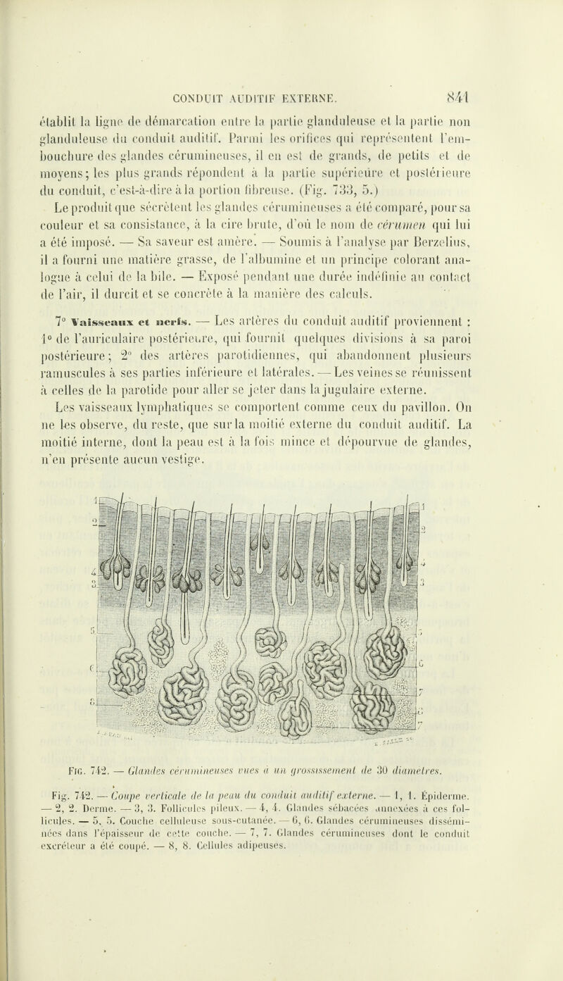 établit la ligne de démarcation entre la partie glandnleuse et la partie non glandnieuse du conduit auditif. Parmi les orifices qui représentent l’em- boLicbure des glandes cérumineuses, il en est de grands, de petits et de moyens; les plus grands répondent à la partie supérieüre et postérieure du conduit, c’est-à-dire à la portion tibrense. (Fig. 733, 5.) Le produit que sécrètent les glandes cérumineuses a été comparé, pour sa couleur et sa consistance, à la cire brute, d’oii le nom de cérimcn qui lui a été imposé. — Sa saveur est amère. — Soumis à l’analyse par Berzelius, il a fourni une matière grasse, de l’albumine et un principe colorant ana¬ logue à celui de la bile. — Exposé pendant une durée indéfinie au contact de l’air, il durcit et se concrète à la manière des calculs. 7° et aacrisi. — Les artères du conduit auditif proviennent : 1° de l’auriculaire postérieure, qui fournit quelques divisions à sa paroi postérieure; 2° des artères parotidiennes, qui abandonnent plusieurs ramuscules à ses parties inférieure et latérales.—^ Les veines se réunissent à celles de la parotide pour aller se jeter dans la jugulaire externe. Les vaisseaux lymphatiques se comportent comme ceux du pavillon. On ne 1-es observe, du reste, que sur la moitié externe du conduit auditif. La moitié interne, dont la peau est à la fois mince et dépourvue de glandes, n’en présente aucun vestige. Fig. 7i“2. — Glandes cérumineuses vues à un (jrossissmnenl de àU diamelres. Fig. 7 i2. — Coupe verticale de la peau du conduii auditif externe. — 1,1. Épiderme. — 2, 2. Derme. — d, 3. Follicules pileu.K. — -4, l. Glandes sébacées aimexées à ces fol- licides. — 5, 5. Couche celluleuse sous-cutaiiée. — ü, (!. Glandes cérumineuses dissémi¬ nées dans l’épaisseur de cette couche. — 7, 7. Glandes cérumineuses dont le conduit excréteur a été coupé. — 8, 8. Cellules adipeuses.