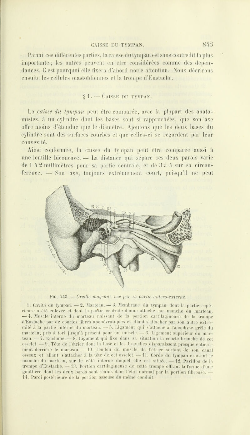 Parmi ces dilTéreiUcs parties, la caisse dn tympan est sans contredit la pins, importante; les antres peuvent en être considérées comme des dépen¬ dances. C’est pourquoi elle fixera d’abord notre attention. Nous décrirons ensuite les cellules mastoïdiennes et la trompe d’Eustacfie. § I. — Caisse du tympan. La caisse du tipicpau peut être comparée, avec la plupart des anato¬ mistes, à un cylindre dont les bases sont si rapprochées, (pie son axe otTre moins d’étendue que le diamètre. Ajoutons que les deux bases du cylindre sont dos surtaces courbes et que celles-ci se regardent par leur convexité. Ainsi conformée, la caisse du tympan peut être comparée aussi à une lentille biconcave. — La distance qui sépare ses deux parois varie de 1 à ^ millimètres pour sa partie centrale, et de d à 5 sur sa circon¬ férence. — Son axe, toujours extrêmement court, puis([u’il ne peut Fig. 713. — Oreille rnoijenns vue par sa partie anléro-exlerae. 1. Cavité du tympan. — 2. Marteau. — 3. Membrane du tympan dont la partie supé¬ rieure a été enlevée et dont la pai’tie centrale donne attache au mauche du marteau. — i. Muscle interne du marteau naissant de la |)ortion cartilagineuse de la trompe d’Eustache par de courtes libres aponévroti((ucs et allant s’attacher par son autre extré¬ mité à la partie interne du marteau. —5. Ligament (pii s’attache à l’apophyse giAle du marteau, pris à tort jusqu’à présent pour un muscle. — 0. Ligament supérieur du mar¬ teau.— 7. Enclume. — 8. Ligament qui fixe dans sa situation la courte branche de cet osselet. — 9. Tète de l'étrier dont la hase et les hranches disjiaraisscnt presque entière¬ ment derrière le marteau.— 10. Tendon du muscle de l’étrier sortant de son canal osseux et allant s’attacher à la tète de cet osselet.— 11. Corde du tympan croisant le manche du marteau, sur le côté interne dmpiel elle est située. — 12. Pavillon de la trompe d’Eustache. — 13. Portion cartilagineuse de cette trompe olfrant la ferme d’uue gouttière dont les deux bords sont réunis dans l’état normal par la portion fibreuse. — \i. Paroi postérieure de la portion osseuse du même conduit.