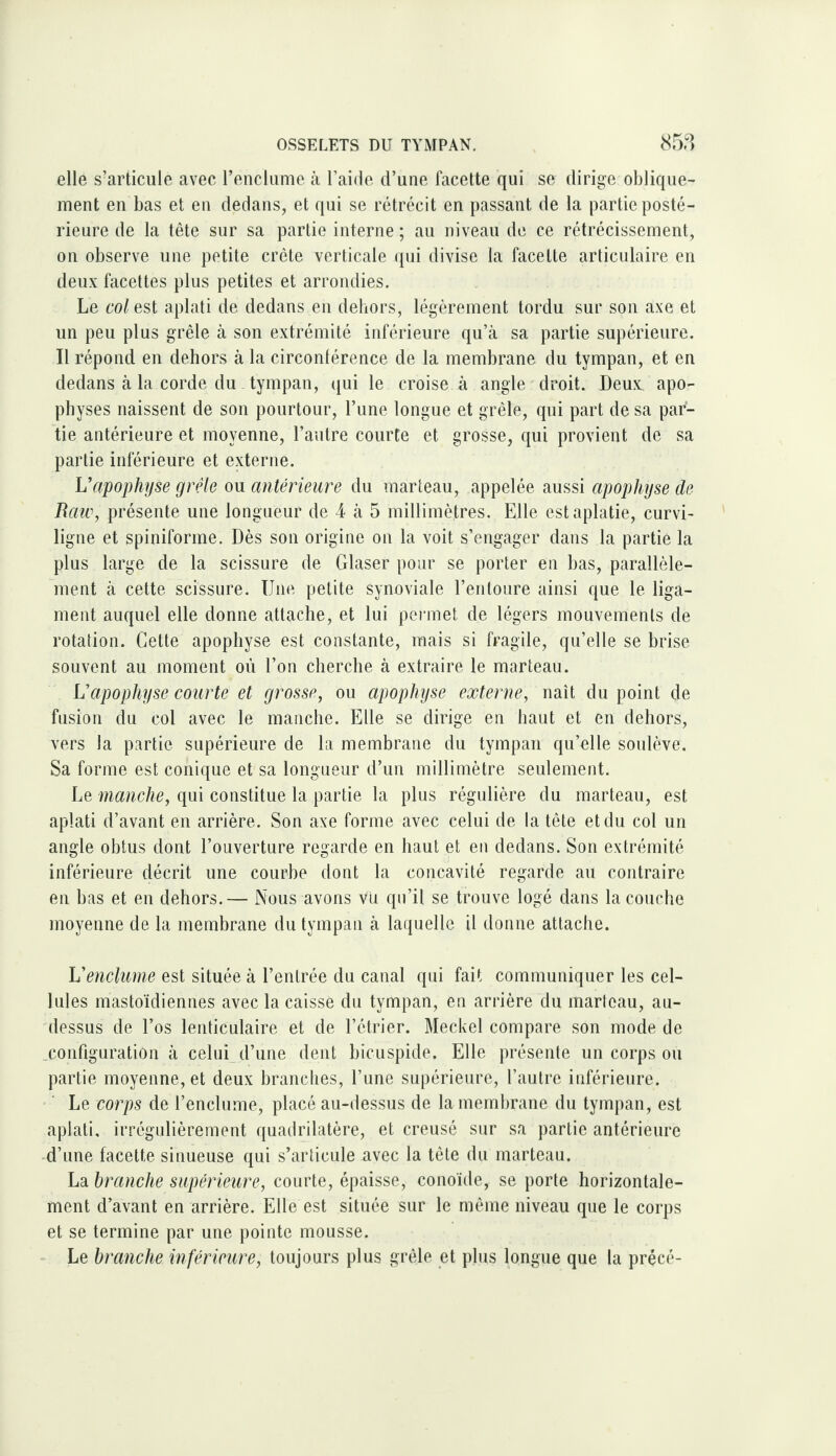 elle s’articule avec renclume à l’aide d’une facette qui se dirige oblique¬ ment en bas et en dedans, et qui se rétrécit en passant de la partie posté¬ rieure de la tête sur sa partie interne ; au niveau de ce rétrécissement, on observe une petite crête verticale qui divise la facette articulaire en deux facettes plus petites et arrondies. Le col est aplati de dedans en dehors, légèrement tordu sur son axe et un peu plus grêle à son extrémité inférieure qu’cà sa partie supérieure. Il répond en dehors à la circonférence de la membrane du tympan, et en dedans à la corde du tympan, qui le croise à angle droit. Deux apo¬ physes naissent de son pourtour, l’ime longue et grêle, qui part de sa par¬ tie antérieure et moyenne, l’autre courte et grosse, qui provient de sa partie inférieure et externe. L’apophyse grêle ou antérieure du marteau, appelée aussi apophyse de Raw, présente une longueur de 4 à 5 millimètres. Elle est aplatie, curvi¬ ligne et spiniforme. Dès son origine on la voit s’engager dans la partie la plus large de la scissure de Glaser pour se porter en bas, parallèle¬ ment à cette scissure. Une petite synoviale l’entoure ainsi que le liga¬ ment auquel elle donne attache, et lui permet de légers mouvements de rotation. Cette apophyse est constante, mais si fragile, qu’elle se brise souvent au moment où l’on cherche à extraire le marteau. L’apophyse courte et grosse, ou apophyse externe, naît du point de fusion du col avec le manche. Elle se dirige en haut et en dehors, vers la partie, supérieure de la membrane du tympan qu’elle soulève. Sa forme est conique et sa longueur d’un millimètre seulement. Le manche, qui constitue la partie la plus régulière du marteau, est aplati d’avant en arrière. Son axe forme avec celui de la tête et du col un angle obtus dont l’ouverture regarde en haut et en dedans. Son extrémité inférieure décrit une courbe dont la concavité regarde au contraire en bas et en dehors.— Nous avons Vu qu’il se trouve logé dans la couche moyenne de la membrane du tympan tà laquelle il donne attache. L’enclume est située à l’entrée du canal qui fait communiquer les cel¬ lules mastoïdiennes avec la caisse du tympan, en arrière du marteau, au- dessus de l’os lenticulaire et de l’étrier. Meckel compare son mode de .configuration à celui d’une dent hiciispide. Elle présente un corps ou partie moyenne, et deux branches, l’une supérieure, l’autre inférieure. Le corps de l’enclume, placé au-dessus de la membrane du tympan, est aplati, irrégulièrement quadrilatère, et creusé sur sa partie antérieure d’une facette sinueuse qui s’articule avec la tête du marteau. La branche supérieure, courte, épaisse, conoïde, se porte horizontale¬ ment d’avant en arrière. Elle est située sur le même niveau que le corps et se termine par une pointe mousse. - Le branche inférieure, toujours plus grêle et plus longue que la précé-