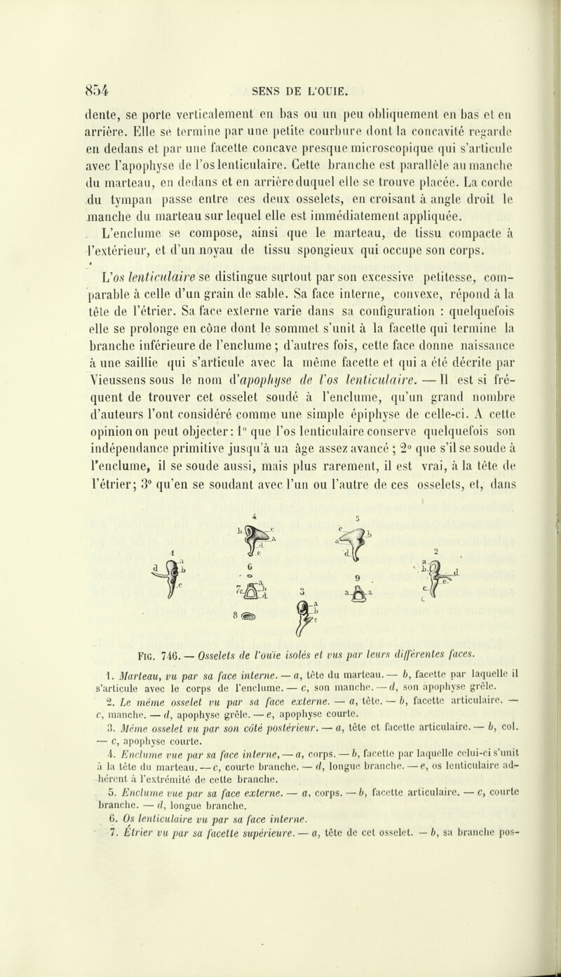 dente, se porte verticalement en bas ou un peu obliquement on bas et en arrière. Elle se termine par une petite courbure dont la concavité regarde en dedans et par une facette concave presque microscopique (pii s’articule avec l’apophyse de l’os lenticulaire. Cette branche est parallèle au manche du marteau, en dedans et en arrière duquel elle se trouve placée. La corde du tympan passe entre ces deux osselets, en croisant à angle droit le manche du marteau sur lequel elle est immédiatement appliquée. . L’enclume se compose, ainsi que le marteau, de tissu compacte à l’extérieur, et d’un noyau de tissu spongieux qui occupe son corps. L’os lenticulaire se distingue surtout par son excessive petitesse, com¬ parable à celle d’un grain de sable. Sa face interne, convexe, répond à la tête de l’étrier. Sa face externe varie dans sa configuration : quelquefois elle se prolonge en cône dont le sommet s’unit à la facette qui termine la branche inférieure de l’enclume ; d’autres fois, cette face donne naissance à une saillie qui s’articule avec la même facette et qui a été décrite par Vieussens sous le nom d'apophyse de Vos lenticulaire. — Il est si fré¬ quent de trouver cet osselet soudé à l’enclume, qu’un grand nombre d’auteurs l’ont consi(Jéré comme une simple épiphyse de celle-ci. A cette opinion on peut objecter: 1° que l’os lenticulaire conserve quelquefois son indépendance primitive jusqu’à un âge assez avancé ; que s’il se soude à l'enclume, il se soude aussi, mais plus rarement, il est vrai, à la tête de l’étrier; 3** qu’en se soudant avec l’un ou l’autre de ces osselets, et, dans 4 5 Fig. 746. — Osselets de l'ouie isolés et vus par leurs différentes faces. 1. MarteaUy vu par sa face interne. — a, tète du marteau.— b, facette par laquelle il s’articule avec le corps de l’enclume. — c, son manche. — d, son apophyse grêle. 2. Le même osselet vu par sa face externe. — a, tète. — b, facette articulaire. — c, manche. — d, apophyse grêle. — e, apophyse courte. 3. Même osselet vu par son côté postérieur. — a, tête et facette articulaire.— b, col. — c, apophyse courte. 4. Enclume vue par sa face interne, — a, corps. — b, facette par laquelle celui-ci s’unit à la tête du marteau. — c, courte branche. — d, longue branche. —e, os lenticulaire ad¬ hérent à l’e.xtrémité de cette branche. 5. Enclume vue par sa face externe. — a, corps. — b, facette articulaire. — c, courte branche. — d, longue branche. 6. Os lenticulaire vu par sa face interne. 7. Etrier vu par sa facette supérieure. — a, tête de cet osselet. — b, sa branche pos-