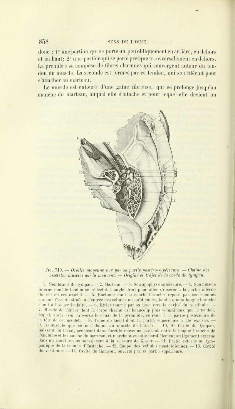 donc : 1 une portion rpii so porte un peu obliquement en arrière, en dehors et en haut; 2“ une portion qui se porte presque transversalement en dehors. La première se compose de fd^res charnues qui convergent autour du ten¬ don du muscle. La seconde est formée par ce tendon, qui se rélléchit pour s’attacher au marteau. Le muscle est entouré d’une gaine fdjreuse, qui se prolonge jusqu’au manche du marteau, auquel elle s’attache et pour lequel elle devient un Fjg. 749. — Oreille moijenne vue par sa partie postero-supérieure. — Chaîne des osselets; muscles qui la meuvent. — OrUjine et trajet de la corde du tympan. 1. Membrane du tympan. — 2. Marteau.— 3. Son apophyse antérieure. — 4. Son muscle interne dont le tendon se rélléchit à angle droit pour aller s’insérer à la partie interne du col de cet osselet. — 5. Enclume dont la courte branche repose i)ar son sommet sur une fossette située à l’entrée des cellules mastoïdiennes, tandis que sa longue brandie s’unit à l’os lenticulaire. — G. Étrier tourné par sa hase vers la cavité du vestibule. — 7. Muscle de l’étrier dont le corps charnu est beaucoup jilus volumineux ipie le teiidou, leipiel, après avoir traversé le canal de la pyramide, se rend à la partie ])Ostérieure de, la tète de cet osselet. — 8. Tronc du facial dont la partie supérieure a été excisée. — 9. Kamuscule que ce nerf donne au muscle de l’étrier.— 10, 10. Corde du tympan, naissant du facial, pénétrant dans l’oreille moyenne, passant entre la longue branche de renclurneet le manche du marteau, et marchant ensuite parallèlement au ligament externe dans un canal osseux sous-jacent à la scissure de Glaser.— 11. Partie externe ou tym- panique de la trompe d’Eustache. —12. Coupe des cellules mastoïdiennes. — 13. Cavité du vestibule. —14. Cavité du limaçon, ouverte par sa partie sujiérieure.