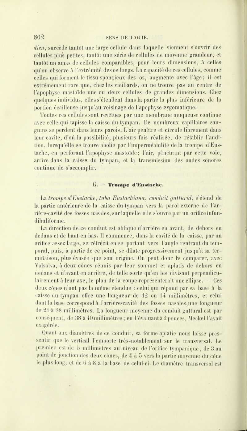 dkn^ succède tantôt une large cellule dans laquelle vieuuent s’ouvrir des cellules plus petites, tantôt une série de cellules de moyenne grandeur, et tantôt un amas de cellides comparables, pour leurs dimensions, à celles qn’on observe à rextrémité des os longs. La capacité de ces cellules, comme celles qui forment le tissu spongieux des os, augmente avec l’age; il est extrêmement rare que, chez les vieillards, on ne trouve pas au centre de l’apophyse mastoïde une ou deux cellules de grandes dimensions. Chez quelques individus, elles s’étendent dans la partie la plus inférieure de la portion écailleuse jusqu’au voisinage de l’apophyse zygomatique. Toutes ces cellules sont revêtues par une membrane muqueuse continue avec celle qui tapisse la caisse du tympan. De nombreux capillaires san¬ guins se perdent dans leurs parois. L’air pénètre et circule librement dans leur cavité, d’où la possibilité, plusieurs fois réalisée, de rétablir l’audi¬ tion, lorsqu’elle se trouve abolie par l’imperméabilité de la trompe d’Eus- taclie, en perforant l’apophyse mastoïde; l’air, pénétrant par cette voie, arrive dans la caisse du tympan, et la transmission des ondes sonores continue de s’accomplir. (r. — Tronifie d’Eiistaclic. Là trompe (rEustache, tuba Eustachiana, conduit (jutturat, s’étend de la partie antérieure de la caisse du tympan vers la paroi externe de l’ar¬ rière-cavité des fosses nasales, sur laquelle elle s’ouvre par un orificeinfun- dibuliforme. La direction de ce conduit est oblique d’arrière en avant, de dehors en dedans et de haut en bas. Il commence, dans la cavité de la caisse, par un orifice assez large, se rétrécit en se portant vers l’angle rentrant du tem¬ poral, puis, à partir de ce point, se dilate progressivement jusqu’à sa ter¬ minaison, plus évasée (|ue son origine. On peut donc le comparer, avec Yalsalva, à deux cônes réunis par leur sommet et aplatis de dehors en dedans et d’avant en arrière, de telle sorte qu’en les divisant perpendicu¬ lairement à leur axe, le plan de la coupe représenterait une ellipse. — Ces deux cônes n’ont pas la même étendue : celui qui répond par sa base à la caisse du tympan offre une longueur de 12 ou 14 millimètres, et celui dont la base correspond à l’arrière-cavité des fosses nasales,une longueur de 21 à 28 millimètres. La longueur moyenne dn conduit guttural est par conséquent, de 88 à 40 millimètres ; en l’évaluaid à2 pouces, Meckel l’avail exagérée. (iuant aux diamètres de ce conduit, sa forme aplalie nous laisse pres¬ sentir que le vertical l’emporte très-notablement sur le transversal. Le premier est de 5 millimètres au niveau d(; l’orifice tympanicpie, de 8 au point de jonclion des deux cônes, de 4 à b vers la i)ar(i(* moyenne du cône le plus long, et de 6 à 8 à la base de celui-ci. Le diamètre Iransversal est