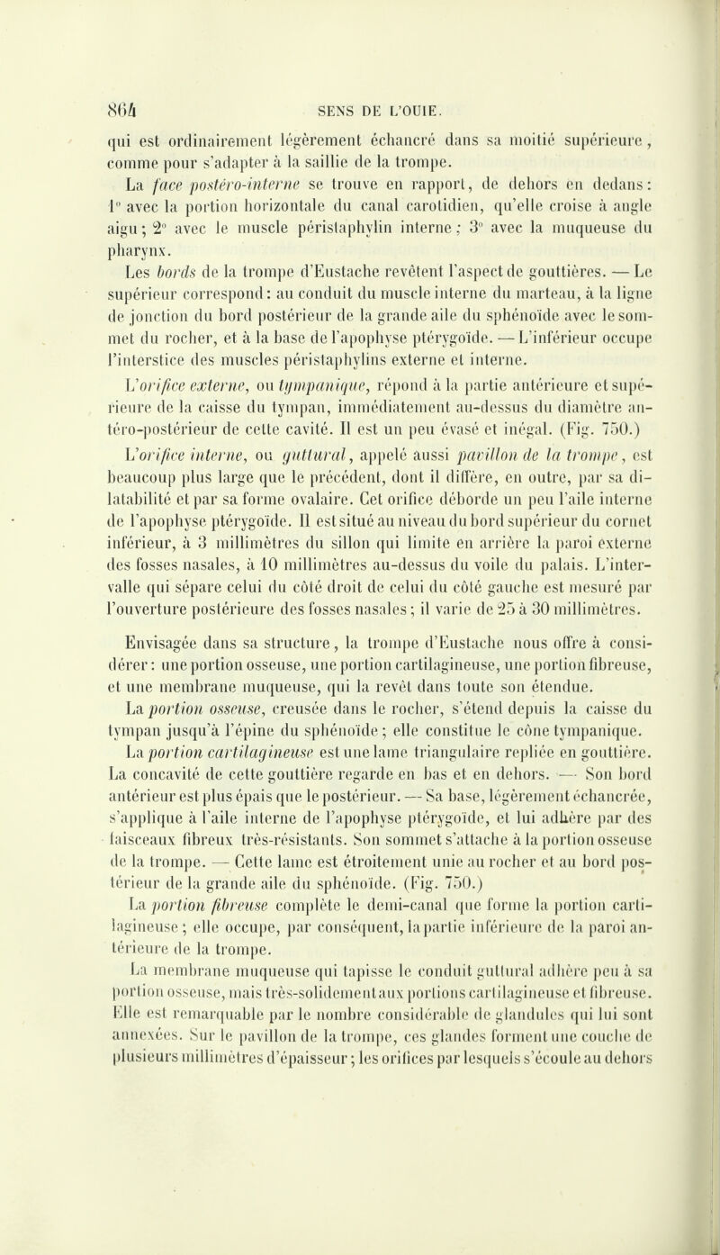 qui est ordinairement légèrement échancré dans sa moitié supérieure , comme pour s’adapter à la saillie de la trompe. La face postéro-interne se trouve en rapport, de dehors en dedans: L avec la portion horizontale du canal carotidien, qu’elle croise à angle aigu ; 2° avec le muscle péristaphylin interne ; 3® avec la muqueuse du pharynx. Les bords de la trompe d’Eustache revêtent l’aspect de gouttières. —Le supérieur correspond: an conduit du muscle interne du marteau, à la ligne de jonction du bord postérieur de la grande aile du sphénoïde avec le som¬ met du rocher, et à la hase de l’apophyse ptérygoïde. — L’inférieur occupe Finterstice des muscles péristaphyhns externe et interne. orifice externe, ou tijnipanique, répond à la })artie antérieure et supé¬ rieure de la caisse du tympan, immédiatement an-dessus du diamètre an¬ téro-postérieur de celte cavité. Il est un peu évasé et inégal. (Fig. 750.) Vorifice interne, ou gnttural, appelé aussi pavillon de la trompe, est beaucoup plus large que le précédent, dont il diffère, en outre, par sa di¬ latabilité et par sa forme ovalaire. Cet orifice déborde un peu l’aile interne de l’apophyse ptérygoïde. Il est situé au niveau du bord supérieur du cornet inférieur, à 3 millimètres du sillon qui limite en arrière la paroi externe des fosses nasales, à 10 millimètres au-dessus du voile du palais. L’inter¬ valle qui sépare celui du côté droit de celui du côté gauche est mesuré par l’ouverture postérieure des fosses nasales ; il varie de 25 à 30 millimètres. Envisagée dans sa structure, la trompe d’Euslache nous offre à consi¬ dérer : une portion osseuse, une portion cartilagineuse, une portion fibreuse, et une membrane muqueuse, qui la revêt dans toute son étendue. La portion osseuse, creusée dans le rocher, s’étend depuis la caisse du tympan jusqu’à l’épine du sphénoïde; elle constitue le cône tympanique. La portion cartilagineuse est une lame triangulaire repliée en gouttière. La concavité de cette gouttière regarde en bas et en dehors. — Son bord antérieur est plus épais que le postérieur. — Sa base, légèrement échancrée, s’applique à l’aile interne de l’apophyse ptérygoïde, et lui adhère par des taisceaux fibreux très-résistants. Son sommet s’attache à la portion osseuse de la trompe. — Cette lame est étroitement unie au rocher et au bord pos¬ térieur de la grande aile du sphénoïde. (Fig. 750.) La portion fibreuse complète le demi-canal que forme la portion carti¬ lagineuse; elle occupe, par coiiséipient, la partie inférieure de la paroi an¬ térieure de la trompe. La membrane mnqueiise qui tapisse le conduit guttural adhère peu à sa ))ortion osseuse, mais très-solidemenlaiix portions cartilagineuse et tihreuse. Elle est remarquable par le nombre considéralile de giandnles qui loi sont annexées. Sur le pavillon de la trompe, ces glandes forment une conclie de plusieurs millimètres d’épaisseur ; les orilices pur les(|ueis s’écoule au dehors