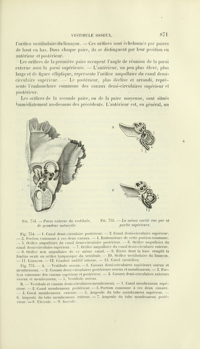 (S7 1 l’orifice veslibnlairediilimaçon. — Cos orifices sont ccliclomics par paires de liant en bas. Dans cliacpie paire, ils se distinguent par leur position en antérieur et postérieur. Les orifices de la première paire occupent l’angle de réunion de la paroi externe avec la paroi supérieure. — L’antérieur, un peu plus élevé, plus large et de figure elliptique, représente l’orifice ampullaire du canal demi- circulaire supérieur. — Le postérieur, plus déclive et arrondi, repré¬ sente l’embouchure commune des canaux demi-circulaires supérieur et postérieur. Les orifices de la seconde paire, ou de la paire moyenne, sont situés hnmédiatement au-dessous des précédents. L’antérieur est, en général, un Fig. Toi. — Paroi externe du vestibule, Fig. 755. — La même cavité vue par sa de grandeur naturelle. partie supérieure. Fig.^ 754-. — 1. Canal demi-circulaire postérieur. — 2. Canal demi-circulaire supérieur. — 3.' Portion commune à ces deux canaux. —4. Embonclmre de cette portion commune. — 5. Orifice ampullaire du canal demi-circulaire imstérieur. — G. Orifice ampullaire du canal demi-circulaire supérieur. — 7. Orifice ampullaire du canal demi-circulaire externe. — 8. Orifice non ampullaire de ce même canal. — ü. Étrier dont la base remplit la fenêtre ovale ou orifice tympaniqne du vestibule. — lU. Orifice vestibulaire du limaçon. — II. Limaçon. — 12. Conduit auditif interne. — 13. Canal carotidien. Fig. 755.— A. —Vestibule osseux. — 1. Canaux demi-circulaires supérieurs osseux et membraneux. —2. Canaux demi-circulaires postérieurs osseux et membraneux. — 3. Por¬ tion commune des canaux supérieur et postérieur. — 4-. (.anaux demi-circulaires externes osseux et membraneux. — 5. Vestibule osseux. B. — Vestibule et canaux demi-circulaires membraneux. — I. Canal membraneux snpé- —i>. Canal membraneux postérieur. — 3. Portion commune à ces deux canaux. — 4-. Canal mendiraneux externe. — 5. Ampoule du tube membraneux supérieur. — G. Ampoule du tube membraneux externe. — 7. Ami)Oule du tube membraneux posté¬