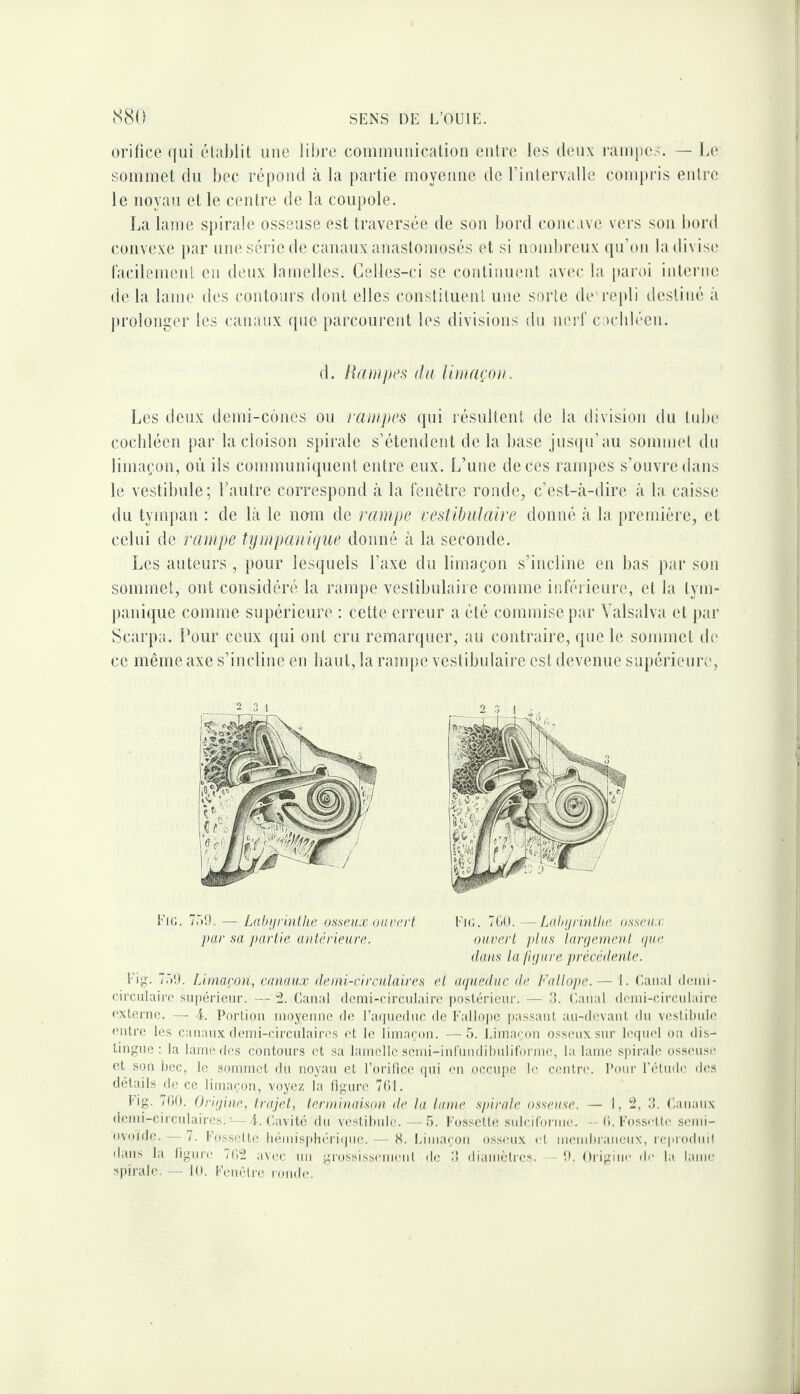 orifice (jui élablit une lil)i‘e coiiimunicalion entre les deux ranijies. — la' sommet dn bec répond à la partie moyenne de rintervalle compris entre le noyau et le centre de la coupole. La lame sjtirale osseuse est traversée de son bord concave vers son l)ord convexe })ar une série de canaux anastomosés et si noml)reux qn’on la divise racilemcnt en deux lamelles. Celles-ci se continuent avec la paroi inlei’iie de la lame des contours dont elles constituent une sorte de re|di destiné à prolonger les canaux ({ue parcourent les divisions (In nerf cachléen. d. Hampes du lliiiaçoit. Les deux demi-cônes ou rampes qui résidtent de la division du tube cochléen })ar la cloison s})irale s’étendent de la base jus(|u’au sommet dn limaçon, où ils communiquent entre eux. L’une de ces rampes s’ouvre dans le vestiljule; l’autre correspond à la fenêtre ronde, c’est-à-dire à la caisse du tympan : de là le nom de rampe restibulaire donné à la première, et celui de rampe tympanlque donné à la seconde. Les auteurs , pour lesquels l’axe du limaçon s’incline en bas par son sommet, ont considéré la rampe vestibulaiie comme inféi ieure, et la lym- panique comme supérieure : cette erreur a été commise par Valsalva et par Scarpa. Pour ceux qui oïd cru remaiajucr, au contraire, que le sommet d(' ce même axe s’incline en liant, la rampe vestibulaire est devenue sujiérieure. Eic. 7rtl). — Lahijrlnlhe ussenx oiirerf Fie. TGO. —Labijrinllie ossrti.i: par sa partie aaiérieare. ouvert jdits lai'neonent (pie dans la jUjure précédente. Fig. 7.'>i). Lhnaron, canaux demi-circulaires et arpieduc de Fallojie.— 1. (iaital demi* circulaire supérieur. — '2. Canal demi-circulaire postérieur. — 3. Canal demi-circulaire externe. —■ i. Portion moyenne de l’arpieduc de Fallope passant au-devant du vestibule entre les canaux demi-circulaires et le limaçon. —5. iJinaenn osseux sur lequel ou dis¬ tingue: la lame des contours et sa lamelle semi-inruiidihulifoi'me, la lame spirale osseuse et son ijec, le sommet du noyau et l’orifice qui en occupe le centre. Pour l’étude des détails de ce limaçon, voyez la figure 761. l'ig. 7(10. Origine, trajet, terminaison de la lame spirale osseuse. — I, 2, 3. Canaux demi-circulaires.^—I. Cavité du vestibule.----5. Fossette sulciroriiie. --(1. Fossette semi- ovoide. — 7. Fossette bé)iiis|>b('-riipie. — 8. Limaeoii osseux et nienibi’aiieux, repiodiiit dans la ligiu'c UCi avec un grossissement de 3 diamètres. — î». Origine de la lame spirale. - 10. Fenêtre ronde.