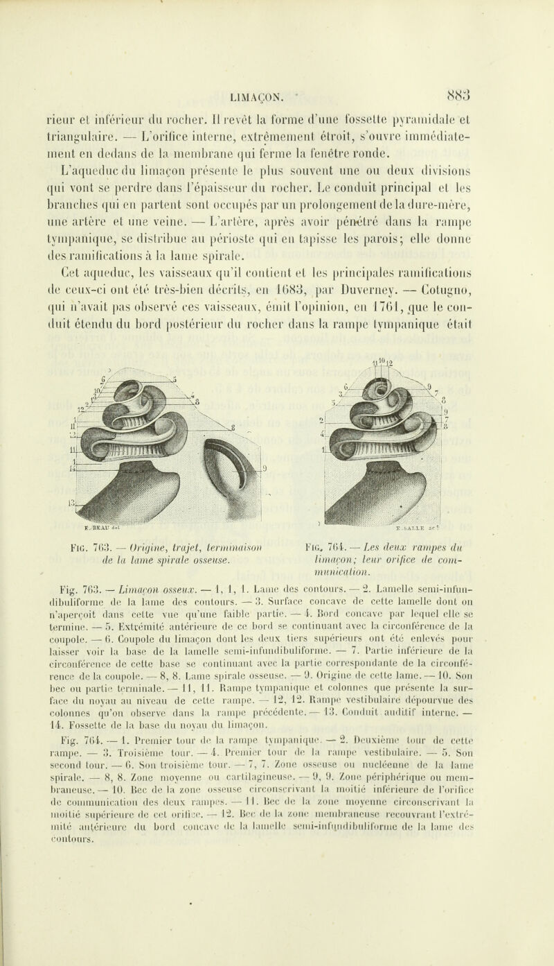 rieur et intérieur du rocher. Il i-evèt la forme d’une fossette pyramidale et triangulaire. — L’orilice interne, extrêmemeid étroit, s’ouvre immédiate¬ ment en dedans de la membrane qui ferme la fenêtre ronde. L’acjuednc du limaçon présente le pins souvent une on deux divisions qui vont se perdre dans l’épaisseur du rocher. Le conduit principal et les branches (pii en partent sont occupés par un prolongement de la dure-mère, une artère et une veine. — L’artère, après avoir pén-éti’é dans la rampe tympaniqiie, se distribue an périoste qui eu tapisse les parois; elle donne des raniitications à la lame spirale. Cet aqueduc, les vaisseaux qu’il contient et les principales raniitications de ceux-ci ont été très-bien décrits, en 1083, par Duverney. — Cotugno, (pii n’avait pas observé ces vaisseaux, émit l’opiuion, eu 1701, (|ue le con¬ duit étendu du bord postérieur du rocher dans la rampe tympanique était FiG. 7(>a. — OrUjine, trajet, terntinaison Fig, TOi. — Les deux rauipes du de la lame spirale osseuse. limaçon; leur orifice de cotn- municalion. Fig. 763. — Limaçon osseux. — 1, 1, t. Lame des contours. — 2. Lamelle serni-inrun- dibuliforme de la lame des contours.—3. Surface concave de cette lamelle dont on n’a[)ercoit dans cette vue qu’une faible partie. —i. Lord concave par lequel elle se termine. — 5. Fixtuémitc antérieure de ce bord se continuant avec la circonférence de la coupole. — 6. Coupole du limaçon dont les deux tiers supérieurs ont été enlevés pour laisser voir la base de la lamelle semi-infundibuliforme. — 7. Partie inférieure de la circonférence de cette base se continuant avec la i)artie correspondante de la circonfé¬ rence de la coupole. — 8, 8. Lame spirale osseuse. — 0. Origine do celte lame.— 10. Sou bec ou partie terminale.— 11, 11. Rampe tympanique et colonnes que présente la sur¬ face du noyau au niveau de cette rampe. — 1-, 1‘^. Rampe vestibulairc dépourvue des colonnes qu’on observe dans la ranq)e précédente. — 13. Conduit auditif interne.— 1-4. Fossette de la base du noyau du limaçon. Fig. 76i. — l. Premier tour de la rampe tympanique. — 2. Deuxième tour de cette rampe. — 3. Troisième tour.—-4. Premier tour d(î la ranqx; vestibulaire. — 5. Son second tour. — 6. Son troisième tour. — 7, 7. Zone osseuse ou nucléemie de la lame spirale. — 8, 8. Zone moyeuue ou cartilagineuse. — ü, 9. Zone péripbéri(iue ou mem¬ braneuse.— 10. Rec do la zone osseuse circonscrivant la moitié inférieure de Torilice de communication des deux ram|tes. — 11. R(!C de la zone moyenne circonscrivant la moitié supérieure de cet orilic(‘. — 1-. Bec de la zoiu; membi’aiicuse recouvrant l’extré¬ mité antérieure du bord concave de la lamelle semi-iuli[udibulifurme de la lame dcï- contours.