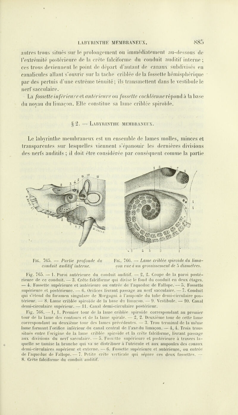 LABYRINTHE MEMBRANEUX. (Ssr) aiilros trous situés sur lo prolongonient ou immédiatouient iui-dossous do l’oxlrémité postérioiiro do la oréto ralcilormo du conduit auditif iuteriio ; cos trous dovieiiueut le point de départ d’autant de canaux subdivisés eu caualicules allant s’ouvrir sur la tache criblée delà fossette hémisphérique par des pertuis d’une extrême ténuité; ils transmettent dans le vestibule le nerf sacculaire. La fossette in férieure e[ antérieure ou fossette coc/^/cc/cnc répond à la hase du noyau du limaçon. Fdle constitue sa lame criblée spiroïde. § — Labyrinthe membraneux. Le labyrinthe membraneux est un ensemble de lames molles, minces et transparentes sur lesquelles viennent s’épanouir les dernières divisions dos nerfs auditifs ; il doit être considérée par conséquent comme la partie FiG, 765. — Partie profonde du Fig. 766.—Lame criblée spirdide du lima- conduit auditif interne. çon vue à un grossissement de 5 diamètres. Fig. 765. — I. Paroi antérieure du conduit auditif. — *2, 2. Coupe de la paroi posté¬ rieure de ce conduit. — 3. Crête falcifonne qui divise le fond du conduit en deux étages. — 4. Fossette supérieure et antérieure ou entrée de l’aqueduc de Fallope. — 5. Fossette supérieure et postérieure. — 6. Oriiices livrant passage au nerf sacculaire. — 7. Conduit qui s’étend du foramen singulare de Morgagni à l’ampoule du tube demi-circulaire pos¬ térieur.— 8. Lame criblée spiroïde de la base du limaçon. — 9. Vestibule. — 10. Canal demi-circulaire supérieur. — il. Canal demi-circulaire postérieur. Fig. 766.— I, 1. Premier tour de la lame criblée spiroïde correspondant au premier tour de la lame des contours et de la lame spirale. — 2, 2. Deuxième tour de cette lame correspondant au deuxième tour des lames i)récédentes. — 3. Trou terminal de la même lame formant l’orifice inférieur du canal central de l’axe du limaçon. — 4, i. Trois trous situés entre l'origine de la lame criblée spiroïde et la crête falcifonne, livrant passage aux divisions du nerf sacculaire. — 5. Fossette supérieure et postérieure à travers la¬ quelle se tamise la brandie qui va se distribuer à l’utricule et aux ampoules des canaux demi-circulaires supérieur et externe. — 6. Fü.sselte su|)érieure et antérieure, ou entrée de l’aqueduc de Fallope. — 7. Petite crête verticale ipii sépare ces deux fossettes. — 8. Crête falciforme du conduit auditif.