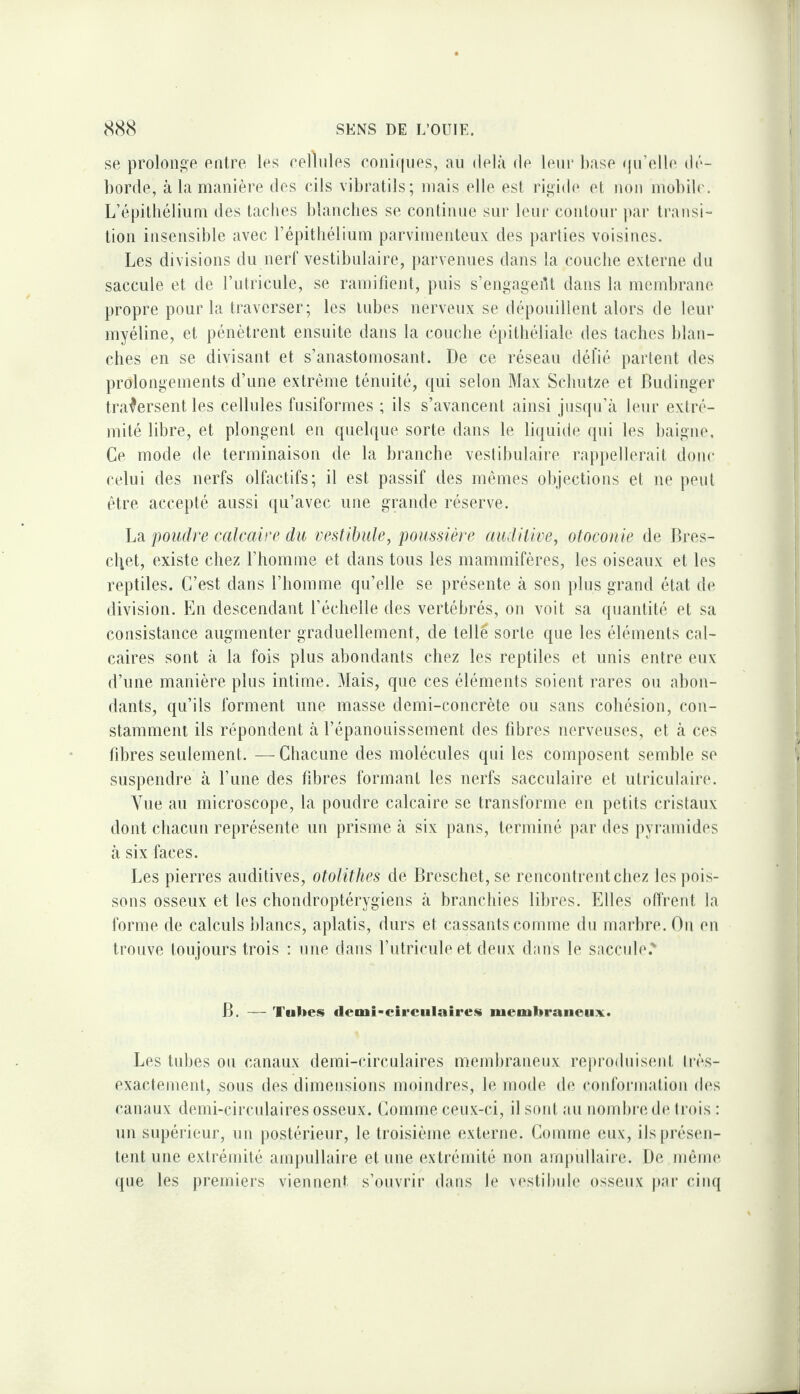 se prolonge entre les eellnles coniipies, an delà de leur base (prelle tir- horde, à la manière des cils vibratils; mais elle est rigide et non mobib'. L’épithélium des taches blanches se conlinne sui* leur contour par transi¬ tion insensible avec l’épitliélium parvinienteux des parties voisines. Les divisions du nerf vestibnlaire, parvenues dans la couche externe du saccule et de Tutricule, se ramifient, puis s’engageiU dans la membrane propre pour la traverser; les tubes nerveux se dépouillent alors de leur myéline, et pénètrent ensuite dans la couche épithéliale des taches blan¬ ches en se divisant et s’anastomosant. De ce réseau défié partent des prolongements d’une extrême ténuité, qui selon Max Schutze et Budinger traversent les cellules fusiformes ; ils s’avancent ainsi jnsipi’à leur extré¬ mité libre, et plongent en quelque sorte dans le liquide qui les baigne. Ce mode de terminaison de la branche vestibnlaire rappellerait donc celui des nerfs olfactifs; il est passif des mêmes objections et ne peut être accepté aussi qu’avec une grande réserve. La poudre calcaire du vestibule, poussière auditive, otoconie de Bres- cliet, existe chez l’homme et dans tous les mammifères, les oiseaux et les reptiles. C’est dans l’homme qu’elle se présente à son pins grand état de division. En descendant l’échelle des vertébrés, on voit sa quantité et sa consistance augmenter graduellement, de telle sorte que les éléments cal¬ caires sont à la fois plus abondants chez les reptiles et unis entre eux d’une manière pins intime. Mais, que ces éléments soient rares ou abon¬ dants, qu’ils forment une masse demi-concrète ou sans cohésion, con¬ stamment ils répondent à l’épanouissement des fibres nerveuses, et à ces fibres seulement. — Chacune des molécules qui les composent semble se suspendre à l’une des fibres formant les nerfs sacculaire et utriculairc'. Yue au microscope, la poudre calcaire se transforme en petits cristaux dont chacun représente un prisme à six pans, terminé par des pyramides à six faces. Les pierres auditives, otolithes de Breschet,se rencontrent chez les pois¬ sons osseux et les chondroptérygiens à branchies libres. Elles ofl'rent la forme de calculs i)lancs, aplatis, durs et cassants comme du marbre. On en trouve toujours trois : une dans l’iitricule et deux dans le saccnle.' B. — Tubes demi-circulaires membraneux. Les tubes ou canaux demi-circulaires membraneux reproduisent très- exactement, sons des dimensions moindres, le mode de conformation (h‘s canaux demi-circulaires osseux. Comme ceux-ci, il sont au nombi-ede trois : un supérieur, un postérieur, le troisième externe. Gomme eux, ils[)résen- tent une extrémité ampullaire et une extrémité non ampullaire. De mênn* (pie les jiremiers viennent s’ouvrir dans le vestibule osseux par cinq