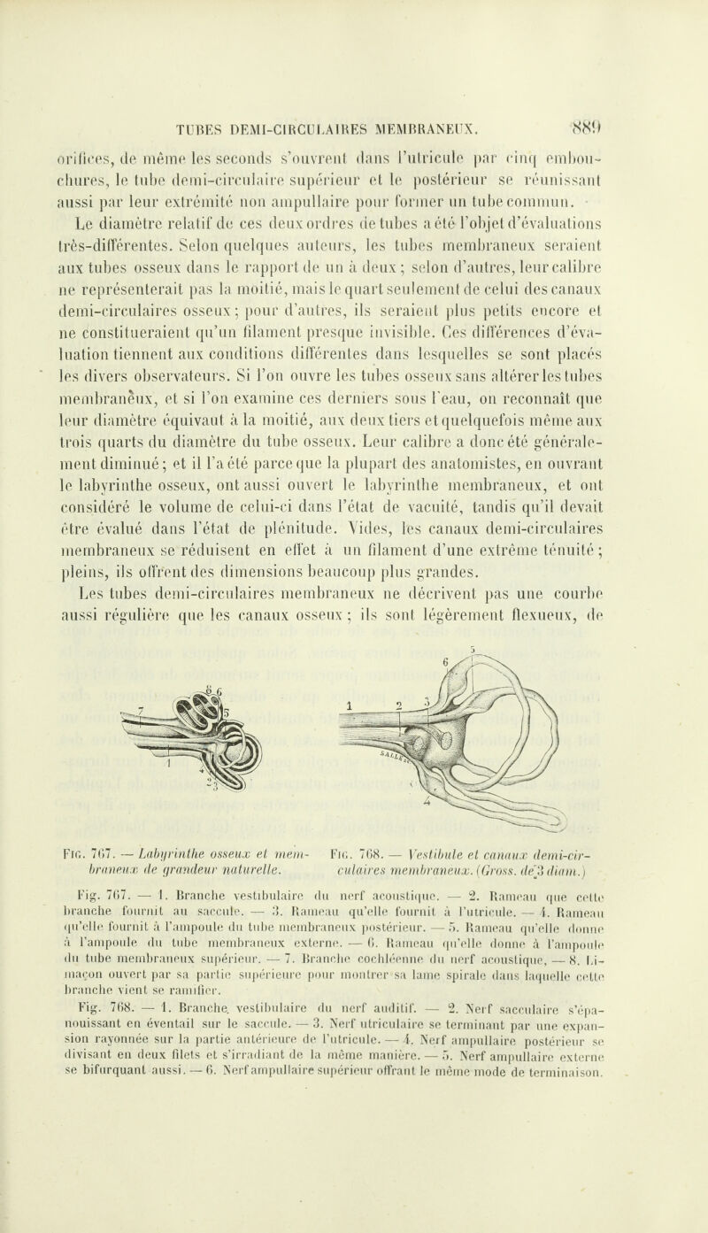 TUBES DEMI-GIRCUI.AIKES MEMBRANEUX. orilices, cio inèino les socoiicis s’ouvroiil dans rulriciilo par oinq omltoii- oliiiros, le tiil)e (loini-circulairo supoi'leiir et le poslérienr se réiinissaiil aussi par leur exlréinité, non ainpiillaire pour foriner un tuhecoiiiumu. • Le diamètre relatif de ces deux ordres de tubes a été l’objet d’évaluations très-dilTéreiites. Selon quelques auteurs, les tubes meml)raueiix seraient aux tubes osseux dans le rapport de un à deux ; selon d’autres, leur calibre ne représenterait pas la moitié, mais le quart seulement de celui des canaux demi-circulaires osseux; pour d’autres, ils seraient plus petits encore et ne constitueraient qu’un blâment presque invisible. Ces dilïereuces d’éva¬ luation tiennent aux conditions différentes dans lesquelles se sont placés les divers observateurs. Si l’on ouvre les tubes osseux sans altérer les tubes membraneux, et si l’on examine ces derniers sous l'eau, on reconnaît que leur diamètre équivaut à la moitié, aux deux tiers et quelquefois même aux trois quarts du diamètre du tnbe osseux. Leur calibre a donc été générale¬ ment diminué; et il l’a été parce que la plupart des anatomistes, en ouvrant le labyrinthe osseux, ont aussi ouvert le labyrinthe membraneux, et ont considéré le volume de celui-ci dans l’état de vacuité, tandis qu’il devait être évalué dans l’état de plénitude. Vides, les canaux demi-circulaires membraneux se réduisent en elfet à un filament d’une extrême ténuité; pleins, ils olfrentdes dimensions beaucoup plus grandes. Les tubes demi-circulaires membraneux ne décrivent pas une courbe aussi régulière que les canaux osseux ; ils sont légèrement flexueux, de Fifi. 707. — Labyrinthe osseux et meni- Fie.. 708. — Vestibule et canaux demi-cir- braneux de yrandeur naturelle. culaires membraneux. (Gross. dey, diam.) Fig. 707. — I. Branche vestibulaire du nerl' acoiisli(|tic. — 'i. Rami'an que cc'lO' branche l'onrniL an saccnle. — 3. Rameau qu’elle l'ournil à l’utricule. — I. Rameau ([u’elle fournil à Fampoule du tul)e membraneux poslérieur. — .^). Rameau qu’elle donne à l’ampoule du tube membraneux externe. — 0. Rameau (pi’elle donne à l’ampoide du tube membraneux su|)érieur. — 7. Rranclu' cocbléenne du nerf acoustique, — 8. Li¬ maçon ouvert par sa partie suj)érieure pour montrer sa lame spirale dans bujuelle ea'lte branche vient se ramdicr. Fig. 708. — 1. Branche, vestibulaire du nerf auditif. — 2. Nerf sacculaire s’épa¬ nouissant en éventail sur le saccule. — 3. Nerf utriculaire se terminant par une ex])an- sion rayonnée sur la partie antérieure de l’utricule. — 1. Nerf am|)ullaire postérieur .se divisant en deux filets et s’irradiant de la môme manière. — 5. Nerf ampullaire externe se bifurquant aussi. — 0. Nerf ampullaire supérieur offrant le même mode de terminaison.