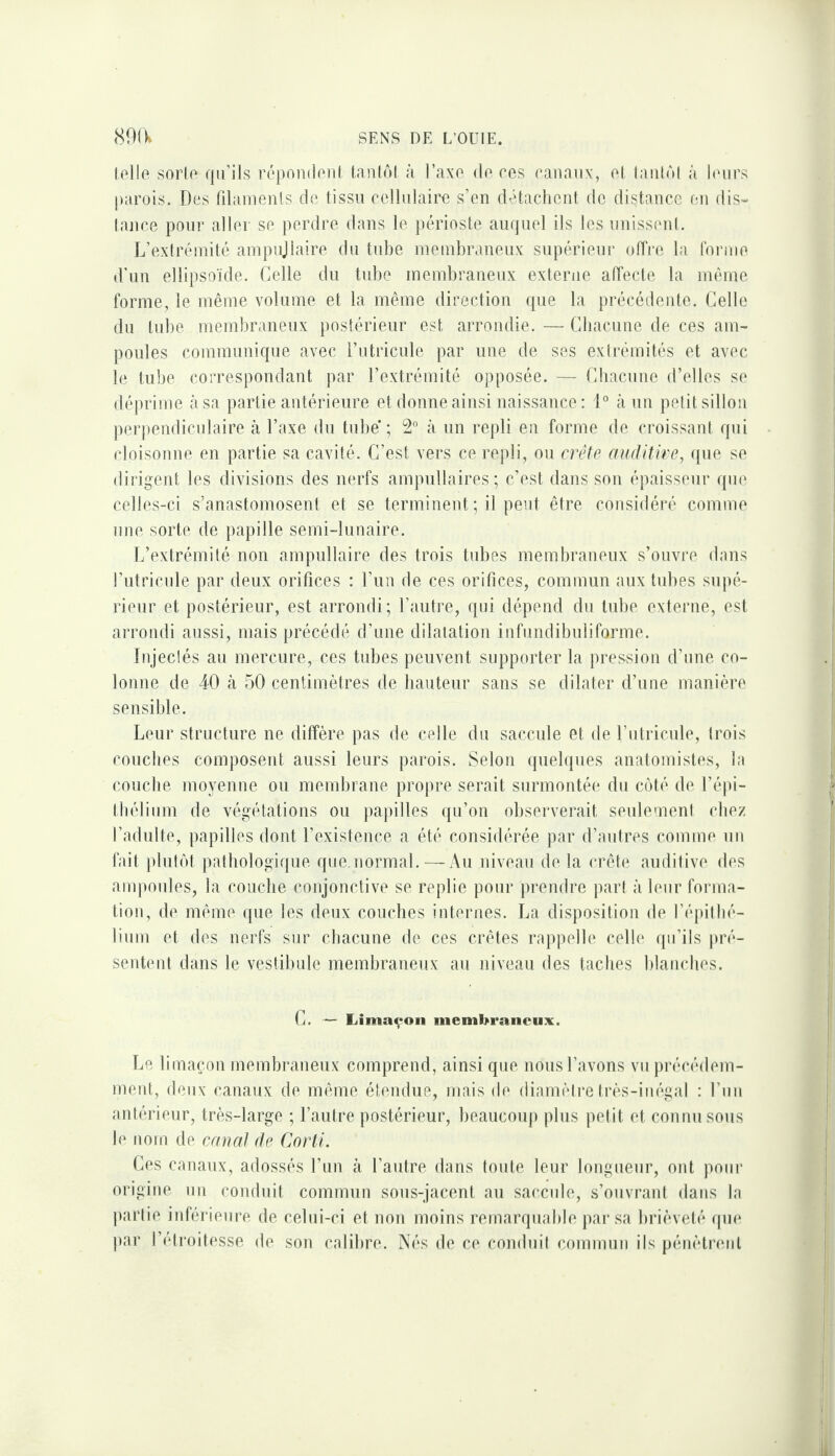 lelle sorlo qu’ils répondonl lanlôl ;i l’axo do ros oanaiix, ol laiilùl à loiirs parois. Des filamenls de tissu cellulaire s’en détacliciit de distance en dis¬ tance pour aller se perdre dans le ])érioste auquel ils les uniss(‘nl. L’extrémité ampujlaire du tube membraneux supérieur olîi'e la Ibiane d’un ellipsoïde. Celle du tube membraneux externe alTecte la meme forme, le même volume et la même direction que la précédente. Celle du tube membraneux postérieur est arrondie. — Chacune de ces am¬ poules communique avec i’utricule par une de ses exti’émités et avec le tube correspondant par l’extrémité opposée. — Cbacune d’elles se déprime à sa partie antérieure et donne ainsi naissance: 1° à un petit sillon perpendiculaire à l’axe du tube’; 2° à un repli en forme de croissant qui cloisonne en partie sa cavité. C’est vers ce repli, ou crête rnfditire, ({ue se dirigent les divisions des nerfs ampultaires; c’est dans son épaisseur cpie celles-ci s’anastomosent et se terminent ; il peut être considéré comme une sorte de papille semi-lunaire. L’extrémité non ampullaire des trois tubes membraneux s’ouvre dans l’iitricule par deux orifices : l’iin de ces orifices, commun aux tubes supé¬ rieur et postérieur, est arrondi; l’autre, qui dépend du tube externe, est arrondi aussi, mais précédé d’une dilatation infundibnliforme. Injeclés au mercure, ces tubes peuvent supporter la pression d’une co¬ lonne de 40 à 50 centimètres de bauteur sans se dilater d’une manière sensible. Leur structure ne diffère pas de celle du saccule et de l’utricule, trois couches composent aussi leurs parois. Selon (pielques anatomistes, la couche moyenne ou membiane propre serait surmontée du coté de réjti- tbéliiim de végétations ou papilles qu’on observerait seulement chez l’adulte, papilles dont l’existence a été considérée par d’autres comme un fait plutôt pathologique que.normal. — Au niveau delà crête auditive des amjmules, la couche conjonctive se replie pour prendre part à leur forma¬ tion, de même que les deux couches internes. La disposition de l’épilhé¬ lium et des nerfs sur cbacune de ces crêtes rappelle celle qu’ils pré¬ sentent dans le vestibule membraneux au niveau des taches blanches. C. — Limaçon membraneux. Le limaçon membraneux comprend, ainsi que nous l’avons vu précédem¬ ment, deux canaux de même étendue, mais de diamètre Irès-iuégal : run antérieur, très-large ; l’autre postérieur, beaucoup plus petit et connu sous le nom de canat de Corti. Ces canaux, adossés l’un à l’autre dans toute leur longueur, ont pour origine un conduit commun sous-jacent au saccule, s’ouvrant dans la partie inférietire de celui-ci et non moins remarquable par sa brièveté qu(‘ ]>ar l’élroilesse de son calibre. Nés de ce conduit commuii ils pénètrenl