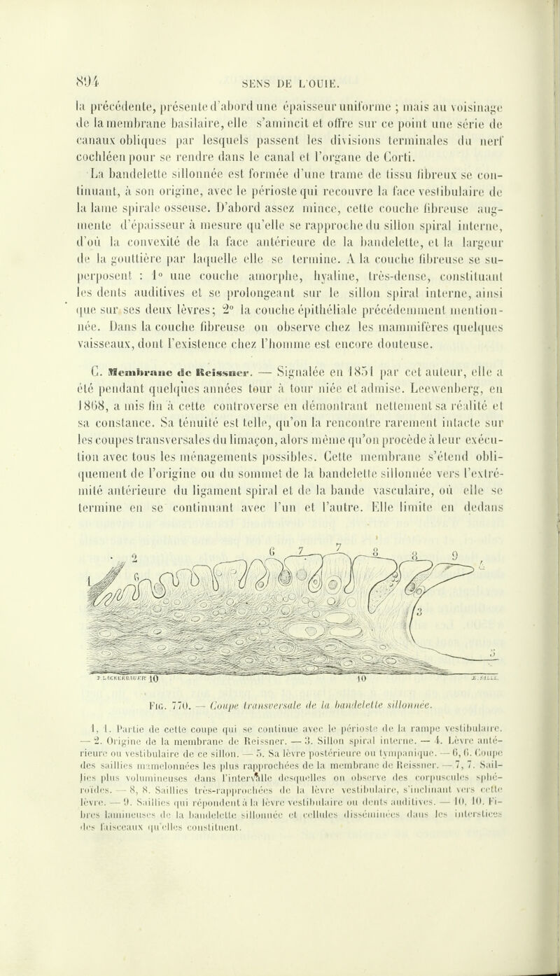 <soi la précédente, présente d’abord une é[)aissenr nniforine ; mais an voisinai;!! de la membrane basilaire, elle s’amincit et olïre sur ce point une série de canan.v obliques par lesquels passent les divisions terminales du nerf cochléen pour se rendre dans le canal et l’organe de Corti. La bandelette sillonnée est formée d’une trame de tissu librenx se con- linuant, à son origine, avec le périoste qui recouvre la face veslibulaire de la lame spirale osseuse. D’abord assez mince, cette couche libreuse ang- mente d’épaisseur à mesure qu’elle se rapproche du sillon spiral interne, d’on la convexité de la face antérieure de la bandelette, et la hu'geur tle la gouttière [)ar la([uelle elle se termine. A la couche hbreuse se su¬ perposent : 1° une couche amoiqdie, hyaline, très-dense, constitnanl les dents auditives el se prolongeant sur le sillon spiral interne, ainsi (pie sur ses deux lèvres; la couche épithéliale précédemment menlion- née. Dans la couche fibreuse on observe chez les mammifères (piehpies vaisseaux, dont l’existence chez riiomme est encore douteuse. C. Mesniïrasic de Keissnei*. — Signalée en 1851 par cet auteur, elle a été pendant quelques années tour à tour niée et admise. Leewenherg, en 1868, a mis fin à cette controverse en démontrant nettement sa réalité et sa constance. Sa ténuité est telle, ([u’on la rencontre rarement iidacte sur les coiqies transversales du limaçon, alors même qn’on procède à leur exécu¬ tion avec tous les ménagements possibles. Cette membrane s’étend obli- ([uement de l’origine on du sommet de la bandelette sillonnée vers l’extré¬ mité antérieure du ligament spiral et de la bande vasculaire, où elle se termine en se continuant avec l’un et l’autre. Fdle limite en dedans Fig. 770, — (Joiipe Iranfiveraale de la l)a)idelelle sillonnée. 1, 1. l*;u tie de cette coupe qui se coutume avec le périoste de la rampe vcstiliulaire. — Origine de la membrane de lleissner. —3. Sillon spiral interne. — Lèvre anté¬ rieure ou vestibulaire de ce sillon. — 5. Sa lèvre postérieure ou tympaui(pie. — t), (i. (loupe des saillies mamelonnées les plus ra|)])rocbées de la membrane de lieissner. — 7, 7. Sail¬ lies |)lus volumineuses dams l’interv^ille des(pielles on observe îles corpuscules spbé- loides. — 8, S. Saillies très-rapiu’orliées de la lèvre vestibidaire, s’inclinant \ei's cette lèvre. — b. Saillies qui l■épondent à la lèvre vestibulaire ou dents auditives.— 10, 10. Fi¬ bres lamineuses de la bandelette sillonnée et celbdcs disséiuiiu'es dans les interstices des l'aisceaii.x (|u’elles constituent.