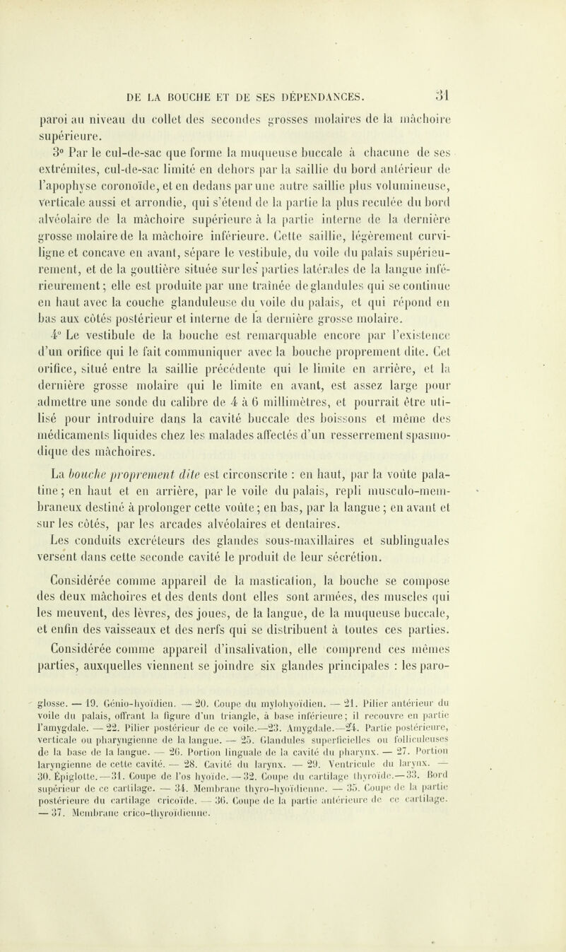 paroi au niveau du collet des secondes grosses molaires de la mâchoire supérieure. 3° Par le cul-de-sac que forme la muqueuse buccale à chacune de ses extrémités, cul-de-sac limité en dehors par la saillie du bord antérieur de l’apophyse coronoïde, et en dedans par une autre saillie plus volumineuse, Verticale aussi et arrondie, qui s’étend de la partie la plus reculée du bord alvéolaire de la mâchoire supérieure à la partie interne de la dernière grosse molaire de la mâchoire inférieure. Cette saillie, légèrement curvi¬ ligne et concave en avant, sépare le vestibule, du voile du palais supérieu¬ rement, et de la gouttière située sur les parties latérales de la langue infé¬ rieurement; elle est produite par une traînée deglandules qui se continue en haut avec la couche glanduleuse du voile du palais, et qui répond en bas aux côtés postérieur et interne de la dernière grosse molaire. 4° Le vestibule de la bouche est remarquable encore par l’existence d’un orifice qui le fait communiquer avec la bouche proprement dite. Cet orifice, situé entre la saillie précédente qui le limite en arrière, et la dernière grosse molaire qui le limite en avant, est assez large pour admettre une sonde du calibre de 4 à 6 millimètres, et pourrait être uti¬ lisé pour introduire dans la cavité buccale des boissons et même des médicaments liquides chez les malades affectés d’un resserrement spasmo¬ dique des mâchoires. La bouche proprement dite est circonscrite : en haut, par la voûte pala¬ tine ; en haut et en arrière, par le voile du palais, repli musculo-mem- braneux destiné à prolonger cette voûte ; en bas, par la langue ; en avant et sur les côtés, par les arcades alvéolaires et dentaires. Les conduits excréteurs des glandes sous-maxillaires et sublinguales versent dans cette seconde cavité le produit de leur sécrétion. Considérée comme appareil de la mastication, la bouche se compose des deux mâchoires et des dents dont elles sont armées, des muscles qui les meuvent, des lèvres, des joues, de la langue, de la muqueuse buccale, et enfin des vaisseaux et des nerfs qui se distribuent à toutes ces parties. Considérée comme appareil d’insalivation, elle comprend ces mêmes parties, auxquelles viennent se joindre six glandes principales : les paro- glosse. — 19. Génio-hyoïdien. — 20. Coupe du mylohyoïdien. — 21. Pilier antérieur du voile du palais, offrant la figure d’un triangle, à base inférieure ; il recouvre en partie l’amygdale. —22. Pilier postérieur de ce voile.—23. Amygdale.—24. Partie postérieure, verticale ou pharyngienne de la langue. — 25. Glandules superficielles ou folliculeuses de la base de la langue. — 20. Portion linguale de la cavité du pharynx. — 27. Portion laryngienne de cette cavité. — 28. Cavité du larynx. — 29. Ventricule du larynx. — 30. Épiglotte.—31. Coupe de l’os hyoïde. — 32. Coupe du cartilage thyroïde.—33. Bord supérieur de ce cartilage. — 34. Membrane thyro-hyoïdienne. — 35. Coupe de la partie postérieure du cartilage cricoïde. — 36. Coupe de la partie antérieure de ce cartilage. — 37. Membrane crico-thyroïdienne.