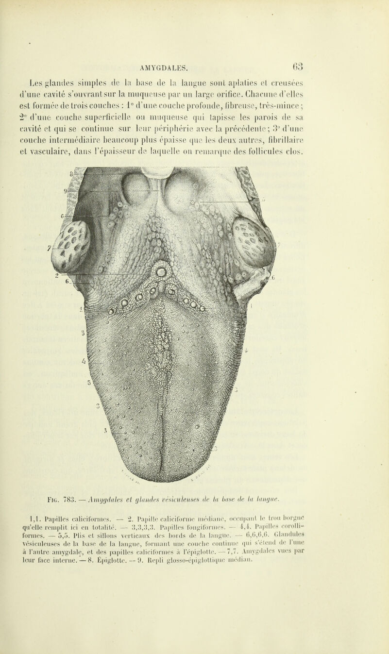 Les glandes simples de la base de la langue sont aplaties et creusées d’une cavité s’ouvrant sur la muqueuse par un large orifice. Chacune d’elles est formée de trois couches : 1° d’une couche profonde, fibreuse, très-mince ; 2° d’une couche superficielle ou muqueuse qui tapisse les parois de sa cavité et qui se continue sur leur périphérie avec la précédente; 3° d’une couche intermédiaire beaucoup plus épaisse que les deux autres, fibrillaire et vasculaire, dans l’épaisseur de laquelle on remarque des follicules clos. Fig. 783. — Amygdales et glandes vèsicüleuses de la buse de la langue. 1,1. Papilles caliciformes. — 2. Papille caliciforme médiane, occupant le trou borgne qu’elle remplit ici en totalité. —= 3,3,3,3. Papilles fongiformes. — 4,4. Papilles corolli- formes. —5,5. Plis et sillons verticaux des bords de la langue. — 6,6,6,6. Glandules vésiculeuses de la base de la langue, formant une couche continue qui s’étend de 1 une à l’autre amygdale, et des papilles caliciformes à l’épiglotte.—Y,7. Amygdales vues par leur face interne. — 8. Épiglotte. — 9. Repli glosso-épiglottique médian.