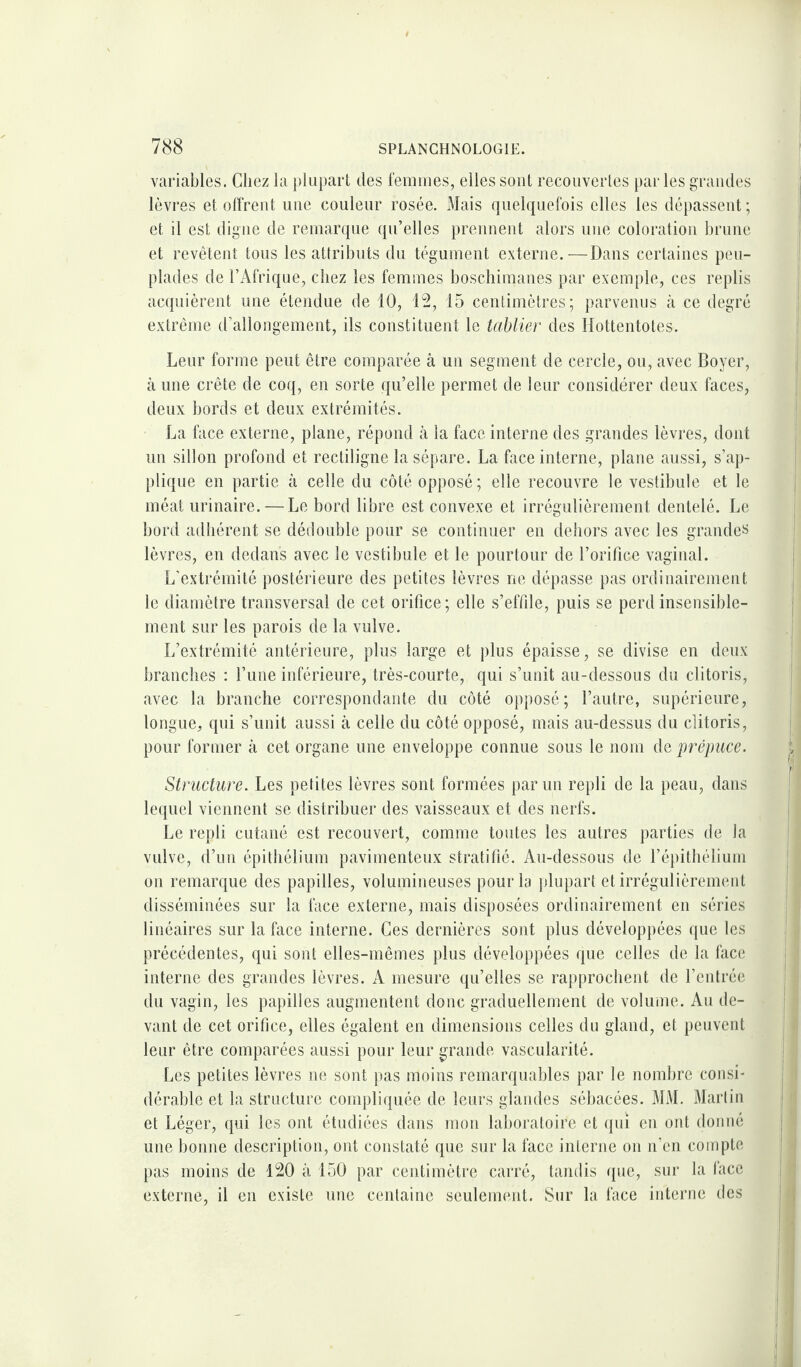 variables. Chez la plupart des femmes, elles sont recouvertes parles grandes lèvres et offrent une couleur rosée. Mais quelquefois elles les dépassent; et il est digne de remarque qu’elles prennent alors une coloration brune et revêtent tous les attributs du tégument externe.—Dans certaines peu¬ plades de l’Afrique, chez les femmes boschimanes par exemple, ces replis acquièrent une étendue de 10, 12, 15 centimètres; parvenus à ce degré extrême d’allongement, ils constituent le tablier des Ilottentotes. Leur forme peut être comparée à un segment de cercle, ou, avec Boyer, à une crête de coq, en sorte qu’elle permet de leur considérer deux faces, deux bords et deux extrémités. La face externe, plane, répond à la face interne des grandes lèvres, dont un sillon profond et rectiligne la sépare. La face interne, plane aussi, s’ap¬ plique en partie à celle du côté opposé; elle recouvre le vestibule et le méat urinaire. — Le bord libre est convexe et irrégulièrement dentelé. Le bord adhérent se dédouble pour se continuer en dehors avec les grandes lèvres, en dedans avec le vestibule et le pourtour de l’orifice vaginal. L’extrémité postérieure des petites lèvres ne dépasse pas ordinairement le diamètre transversal de cet orifice; elle s’effile, puis se perd insensible¬ ment sur les parois de la vulve. L’extrémité antérieure, plus large et plus épaisse, se divise en deux branches : l’une inférieure, très-courte, qui s’unit au-dessous du clitoris, avec la branche correspondante du côté opposé; l’autre, supérieure, longue, qui s’unit aussi à celle du côté opposé, mais au-dessus du clitoris, pour former à cet organe une enveloppe connue sous le nom de prépuce. Structure. Les petites lèvres sont formées par un repli de la peau, dans lequel viennent se distribuer des vaisseaux et des nerfs. Le repli cutané est recouvert, comme toutes les autres parties de la vulve, d’un épithélium pavimenteux stratifié. Au-dessous de l’épithélium on remarque des papilles, volumineuses pour la plupart et irrégulièrement disséminées sur la face externe, mais disposées ordinairement en séries linéaires sur la face interne. Ces dernières sont plus développées que les précédentes, qui sont elles-mêmes plus développées que celles de la face interne des grandes lèvres. A mesure qu’elles se rapprochent de l’entrée du vagin, les papilles augmentent donc graduellement de volume. Au de¬ vant de cet orifice, elles égalent en dimensions celles du gland, et peuvent leur être comparées aussi pour leur grande vascularité. Les petites lèvres ne sont pas moins remarquables par le nombre consi¬ dérable et la structure compliquée de leurs glandes sébacées. MM. Martin et Léger, qui les ont étudiées dans mon laboratoire et qui en ont donné une bonne description, ont constaté que sur la face interne on n’en compte pas moins de 120 à 150 par centimètre carré, tandis que, sur la face externe, il en existe une centaine seulement. Sur la face interne des