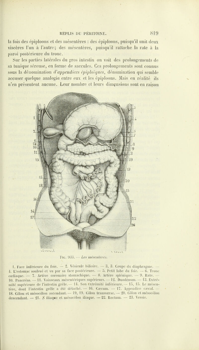 la fois des épiploons et des mésentères : des épiploons, puisqu’il unit deux viscères l’un à l’autre; des mésentères, puisqu’il rattache la rate à la paroi postérieure du tronc. Sur les parties latérales du gros intestin on voit des prolongements de sa tunique séreuse, en forme de saccules. Ces prolongements sont connus sous la dénomination d'appendices épiploïques, dénomination qui semble accuser quelque analogie entre eux et les épiploons. Mais en réalité ils n’en présentent aucune. Leur nombre et leurs dimensions sont en raison Fig. 933. — Les mésentères. 1. Face inférieure du foie. — 2. Vésicule biliaire. — 3, 3. Coupe du diaphragme. — 4. L’estomac soulevé et vu par sa face postérieure. — 5. Petit lobe du foie. — 6. Tronc cœliaque, -jf 7. Artère coronaire stomachique. — 8. Artère splénique. — 9. Rate. — 10. Pancréas. —11. Vaisseaux mésentériques supérieurs. —12. Duodénum. — 13. Extré¬ mité supérieure de l’intestin grêle. — 14. Son extrémité inférieure. — 15, 15. Le mésen¬ tère, dont l’intestin grêle a été détaché. — 16. Cæcum. — 17. Appendice cæcal. — 18. Côlon et mésocôlon ascendant.— 19, 19. Côlon transverse.— 20. Côlon et mésocôlon descendant. — 21. S iliaque et mésocôlon iliaque. —22. Rectum. — 23. Vessie.