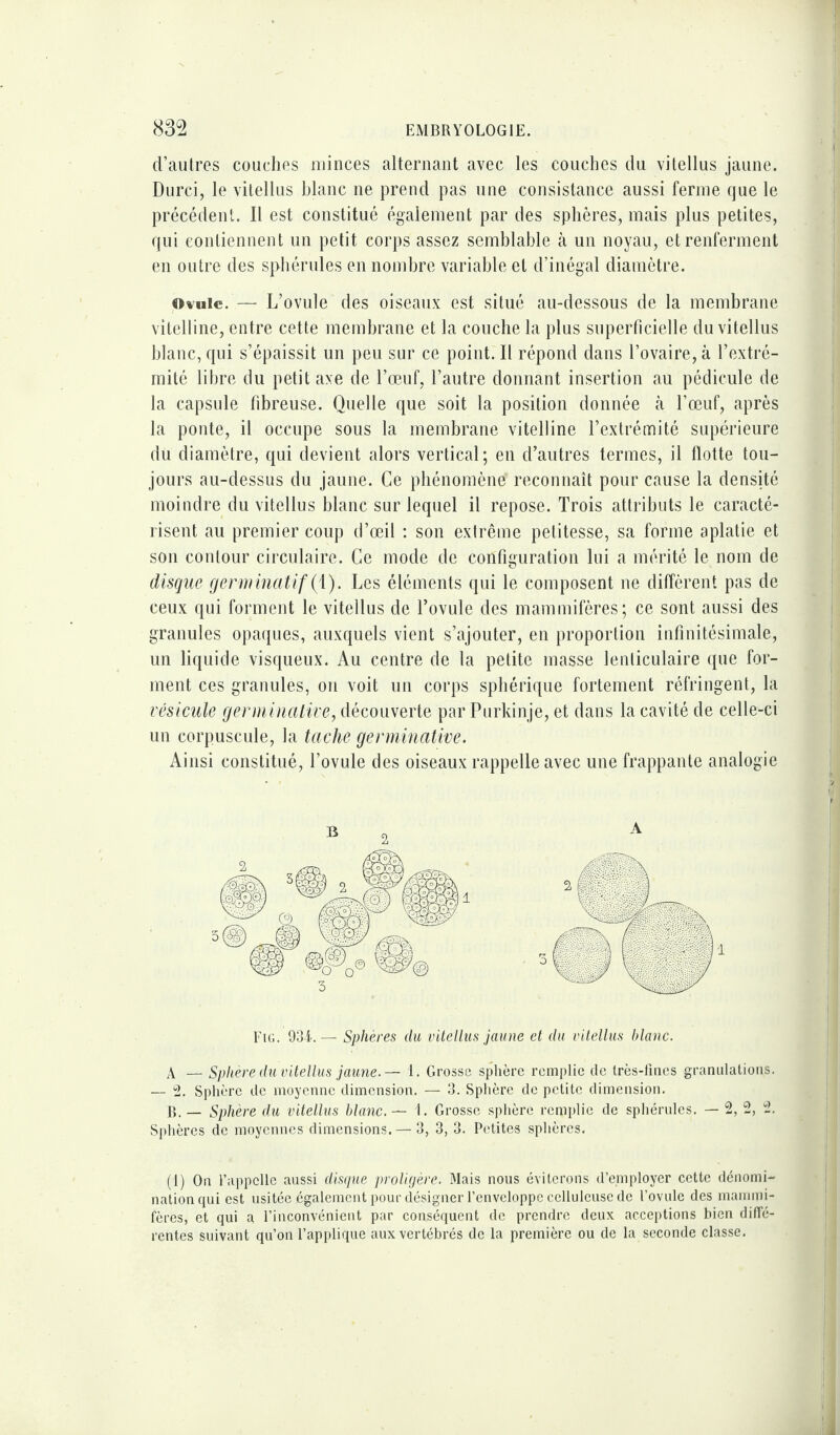 d’autres couches minces alternant avec les couches du vitellus jaune. Durci, le vitellus blanc ne prend pas une consistance aussi ferme que le précédent. Il est constitué également par des sphères, mais plus petites, qui contiennent un petit corps assez semblable à un noyau, et renferment en outre des sphérules en nombre variable et d’inégal diamètre. Ovule. — L’ovule des oiseaux est situé au-dessous de la membrane vitelline, entre cette membrane et la couche la plus superficielle du vitellus blanc, qui s’épaissit un peu sur ce point. Il répond dans l’ovaire, à l’extré¬ mité libre du petit axe de l’œuf, l’autre donnant insertion au pédicule de la capsule fibreuse. Quelle que soit la position donnée cà l’œuf, après la ponte, il occupe sous la membrane vitelline l’extrémité supérieure du diamètre, qui devient alors vertical; en d’autres termes, il flotte tou¬ jours au-dessus du jaune. Ce phénomène reconnaît pour cause la densité moindre du vitellus blanc sur lequel il repose. Trois attributs le caracté¬ risent au premier coup d’œil : son extrême petitesse, sa forme aplatie et son contour circulaire. Ce mode de configuration lui a mérité le nom de disque germinatif (1). Les éléments qui le composent ne diffèrent pas de ceux qui forment le vitellus de l’ovule des mammifères; ce sont aussi des granules opaques, auxquels vient s’ajouter, en proportion infinitésimale, un liquide visqueux. Au centre de la petite masse lenticulaire que for¬ ment ces granules, on voit un corps sphérique fortement réfringent, la vésicule germinative, découverte par Purkinje, et dans la cavité de celle-ci un corpuscule, la tache germinative. Ainsi constitué, l’ovule des oiseaux rappelle avec une frappante analogie Fig. 934.— Sphères du vitellus jaune et du vitellus blanc. A — Sphère du vitellus jaune.— 1. Grosse sphère remplie de Irès-lines granulations. — 2. Sphère de moyenne dimension. — 3. Sphère de petite dimension. B. — Sphère du vitellus blanc. — 1. Grosse sphère remplie de sphérules. — 2, 2, 2. Sphères de moyennes dimensions.— 3, 3, 3. Petites sphères. (1) On l’appelle aussi disque proligère. Mais nous éviterons d’employer cette dénomi¬ nation qui est usitée également pour désigner l’enveloppe celluleuse de l’ovule des mammi¬ fères, et qui a l’inconvénient par conséquent de prendre deux acceptions bien diffé¬ rentes suivant qu’on l’applique aux vertébrés de la première ou de la seconde classe.