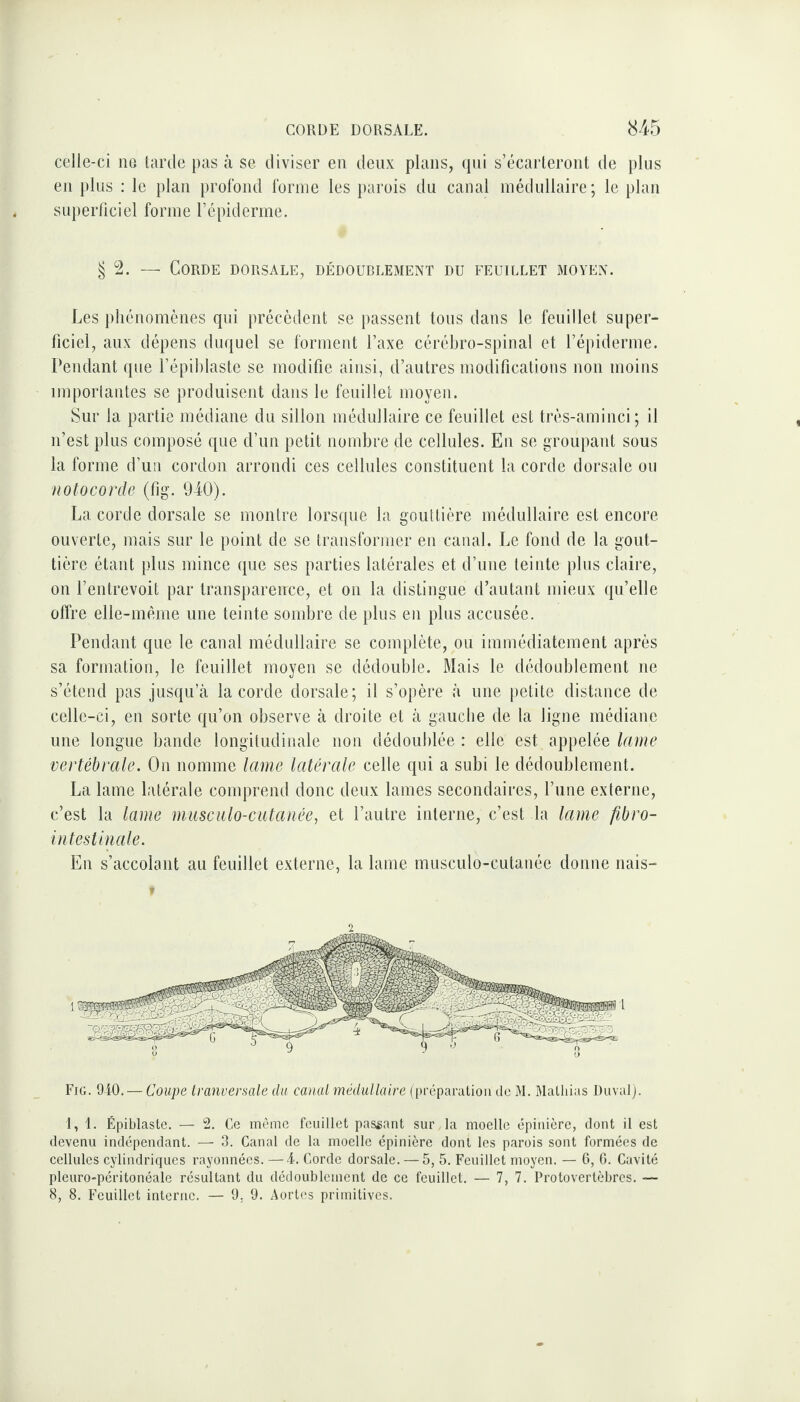 celle-ci 11e tarde pas à se diviser en deux plans, qui s’écarteront de plus en plus : le plan profond forme les parois du canal médullaire; le plan superficiel forme l’épiderme. §2. — Corde dorsale, dédoublement du feuillet moyen. Les phénomènes qui précèdent se passent tous dans le feuillet super¬ ficiel, aux dépens duquel se forment l’axe cérébro-spinal et l’épiderme. Pendant que l’épiblaste se modifie ainsi, d’autres modifications non moins importantes se produisent dans le feuillet moyen. Sur la partie médiane du sillon médullaire ce feuillet est très-aminci; il n’est plus composé que d’un petit nombre de cellules. En se groupant sous la forme d’un cordon arrondi ces cellules constituent la corde dorsale ou notocorde (fig. 940). La corde dorsale se montre lorsque la gouttière médullaire est encore ouverte, mais sur le point de se transformer en canal. Le fond de la gout¬ tière étant plus mince que ses parties latérales et d’une teinte plus claire, on l’entrevoit par transparence, et on la distingue d’autant mieux qu’elle offre elle-même une teinte sombre de plus en plus accusée. Pendant que le canal médullaire se complète, ou immédiatement après sa formation, le feuillet moyen se dédouble. Mais le dédoublement ne s’étend pas jusqu’à la corde dorsale; il s’opère à une petite distance de celle-ci, en sorte qu’on observe à droite et à gauche de la ligne médiane une longue bande longitudinale non dédoublée : elle est appelée lame vertébrale. On nomme lame latérale celle qui a subi le dédoublement. La lame latérale comprend donc deux lames secondaires, l’une externe, c’est la lame musculo-cutanée, et l’autre interne, c’est la lame fibro- intestinale. En s’accolant au feuillet externe, la lame musculo-cutanée donne nais- Fig. 940. — Coupe tranversale du canal médullaire (préparation do M. Mathias Duval). 1,1. Épiblaste. — 2. Ce même feuillet passant sur Ma moelle épinière, dont il est devenu indépendant. — 3. Canal de la moelle épinière dont les parois sont formées de cellules cylindriques rayonnées. —4. Corde dorsale. — 5, 5. Feuillet moyen. — 6, 6. Cavité pleuro-péritonéale résultant du dédoublement de ce feuillet. — 7, 7. Protovertèbres. —