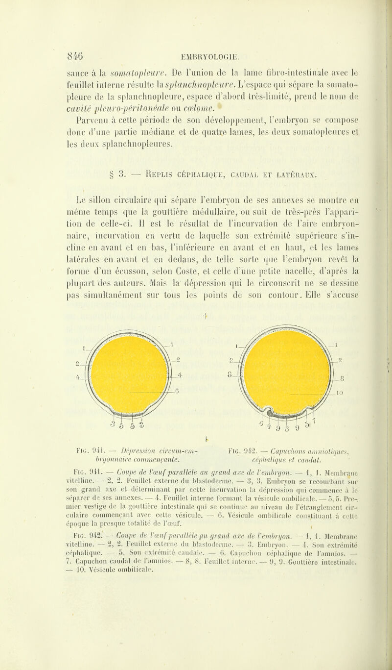 sauce à la somatopleure. De l’union de la lame fibro-intestinale avec le feuillet interne résulte la splanchnopleure. L’espace qui sépare la somato- pleure de la splanchnopleure, espace d’abord très-limité, prend le nom de cavité pleuro-péritonéale ou cœlome. • Parvenu à cette période de son développement, l’embryon se compose donc d’nne partie médiane et de quatre lames, les deux somatopleures et les deux splanchnopleures. § 3. — Replis céphalique, caudal et latéraux. Le sillon circulaire qui sépare l’embryon de ses annexes se montre en même temps que la gouttière médullaire, ou suit de très-près l’appari¬ tion de celle-ci. Il est le résultat de l’incurvation de l’aire embryon¬ naire, incurvation en vertu de laquelle son extrémité supérieure s’in¬ cline en avant et en bas, l’inférieure en avant et en haut, et les lames latérales en avant et en dedans, de telle sorte que l’embryon revêt la forme d’un écusson, selon Coste, et celle d’une petite nacelle, d’après la plupart des auteurs. Mais la dépression qui le circonscrit ne se dessine pas simultanément sur tous les points de son contour. Elle s’accuse Fig. 941. — Dépression circum-em- bryonnaire commençante. Fig. 942. — Capuchons amniotiques, céphalique et caudal. Fig. 941. — Coupe de l'œuf parallèle au grand axe de l'embryon. — i, 1. Membrane vitelline. — 2, 2. Feuillet externe du blastoderme. —- 3, 3. Embryon se recourbant sur son grand axe et déterminant par cette incurvation la dépression qui commence à le séparer de ses annexes. — 4. Feuillet interne formant la vésicule ombilicale. — 5,5. Pre¬ mier vestige de la gouttière intestinale qui se continue au niveau de l’étranglement cir¬ culaire commençant avec cette vésicule. — 6. Vésicule ombilicale constituant à cette époque la presque totalité de l’œuf. FIg. 942.'— Coupe de l'œuf parallèle pu grand axe de l'embryon. —1,1. Membrane vitelline. — 2, 2. Feuillet externe du blastoderme. — 3. Embryon. — 4. Son extrémité céphalique. — 5. Son extrémité caudale. — 6. Capuchon céphalique de l’amnios. — 7. Capuchon caudal de l’amnios. —8, 8. Eeuillct interne.— 9, 9. Gouttière intestinale.