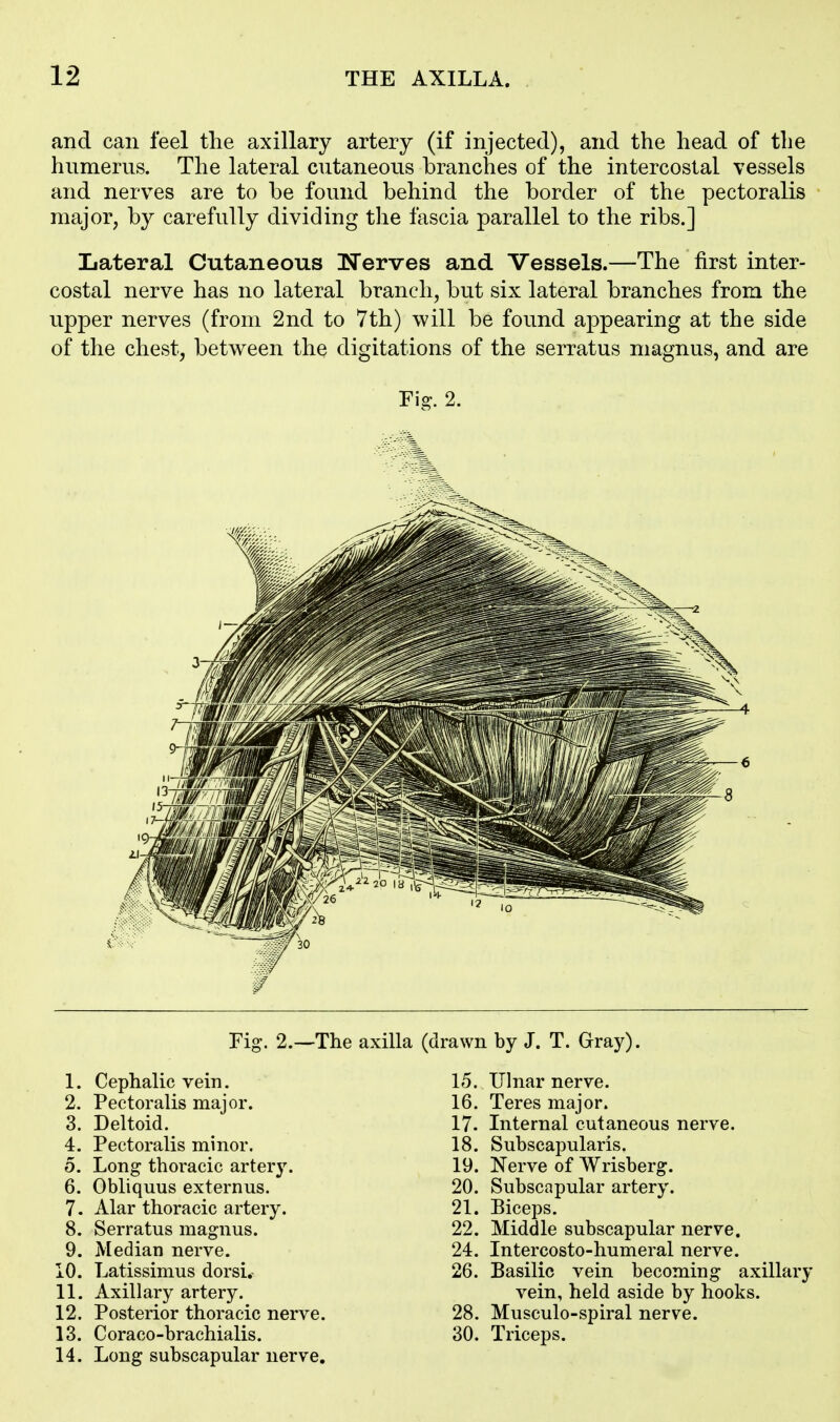 and can feel the axillary artery (if injected), and the head of the humerus. The lateral cutaneous branches of the intercostal vessels and nerves are to be found behind the border of the pectoralis major, by carefully dividing the fascia parallel to the ribs.] Lateral Cutaneous Serves and Vessels.—The first inter- costal nerve has no lateral branch, but six lateral branches from the upper nerves (from 2nd to 7th) will be found appearing at the side of the chest, between the digitations of the serratus magnus, and are Fig. 2. Fig. 2.—The axi 1. Cephalic vein. 2. PectoraUs major. 3. Deltoid. 4. PectoraUs minor. o. Long thoracic artery. 6. Obliquus externus. 7. Alar thoracic artery. 8. Serratus magnus. 9. Median nerve. 10. Latissimus dorsi. 11. Axillary artery. 12. Posterior thoracic nerve. 13. Coraco-brachialis. 14. Long subscapular nerve. (drawn by J. T. Gray). 15. Ulnar nerve. 16. Teres major. 17. Internal cutaneous nerve. 18. Subscapularis. 19. Nerve of Wrisberg. 20. Subscapular artery. 21. Biceps. 22. Middle subscapular nerve. 24. Intercosto-humeral nerve. 26. Basilic vein becoming axillary vein, held aside by hooks. 28. Musculo-spiral nerve. 30. Triceps.