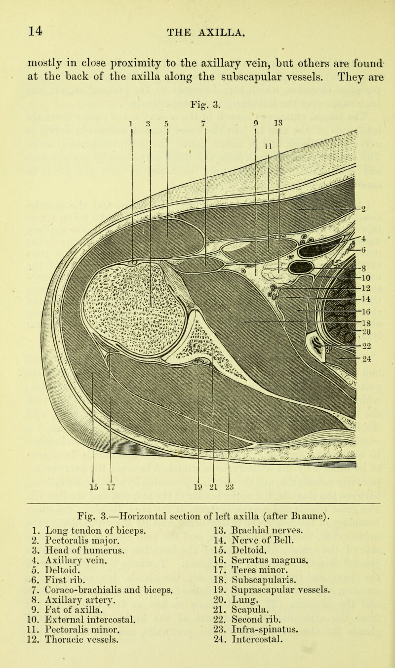 mostly in close proximity to tlie axillary vein, but others are found at the back of the axilla along the subscapular vessels. They are Fig. 3. 1 3 5 7 P 13 Fig. 3.—Horizontal section of left axilla (after Biaune), 1. Long tendon of biceps. 2. Pectoralis major. 3. Head of humerus. 4. Axillary vein. 5. Deltoid. 6. First rib. 7. Coraco-brachialis and biceps. 8. Axillary artery. 9. Fat of axilla.  10. External intercostal. 11. Pectoralis minor. 12. Thoracic vessels. 13. Bracliial nerves. 14. Nerve of Bell. 15. Deltoid. 16. Serratus magnus. 17. Teres minor. 18. Subscapularis. 19. Suprascapular vessels. 20. Lung. 21. Scapula. 22. Second rib. 23. Infra-spinatus. 24. Intercostal.