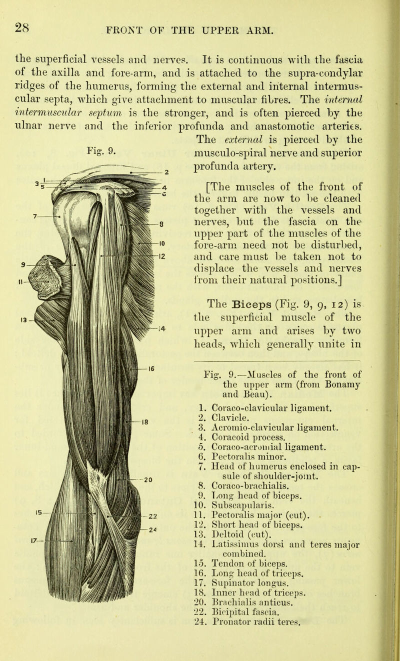 the superficial vessels ai:icl nerves. It is continuous witli the fascia of the axilla and fore-arm, and is attached to the supra-condylar ridges of the humerus, forming the external and internal intermus- cular septa, which give attachment to muscular fibres. The internal intermuscular septum is the stronger, and is often pierced by the ulnar nerve and the inferior profunda and anastomotic arteries. The external is pierced by the musculo-spiral nerve and superior profunda artery. Fis:. 9. [The muscles of the front of the arm are now to be cleaned together with the vessels and nerves, but the fascia on the upper part of the muscles of the fore-arm need not be disturl^ed, and care must be taken not to displace the vessels and nerves i'rom their natural positions.] The Biceps (Fig. 9, 9, 12) is the superficial muscle of the upper arm and arises by two heads, which generally unite in Fig. 9.—Muscles of the front of the upper arm (from Bonamy and Beau). 1. Coraco-clavicular ligament. 2. Clavicle. 3. Acromio-clavicular ligament. 4. Coracoid process. 5. Coraco-acrouiial ligament. 6. Pectoralis minor. 7. Head of humerus enclosed in cap- sule of shoulder-jomt. 8. Coraco-brachialis. 9. bong head of biceps. 10. Subscapularis. 11. Pectoralis major (cut). 12. Short head of biceps. 13. Deltoid (cut). 14. Latissimus dorsi and teres major combined. 15. Tendon of biceps. 16. Long head of triceps. 17. Supinator longus. 18. Inner head of triceps. 20. Brachialis anticus. 22. Bicipital fascia. 24. Pronator radii teres.