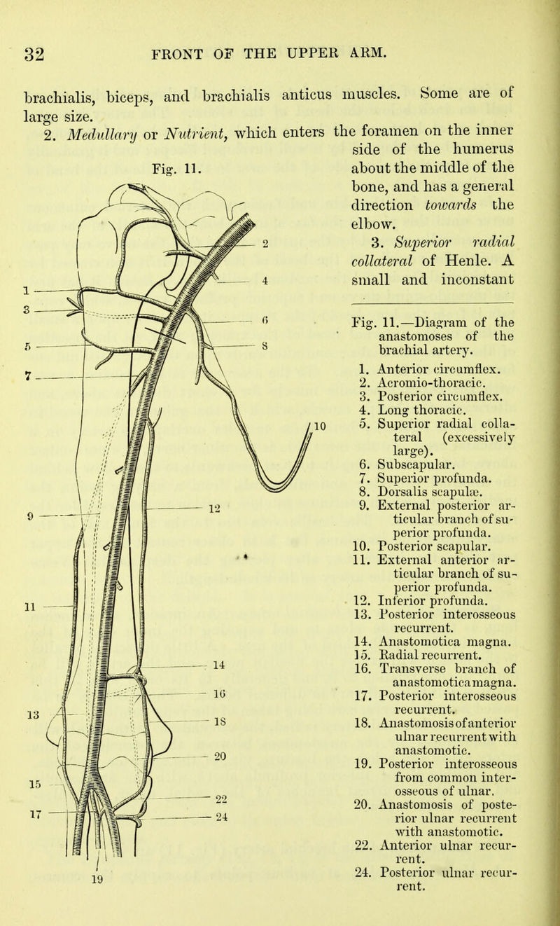 bracliialis, biceps, and bracbialis anticus muscles. Some are of large size. 2. Medullary or Nutrient, which enters the foramen on the inner side of the humerus Fig. 11. about the middle of the bone, and has a general direction towards the elbow. 3. Superior radial collateral of Henle. A small and inconstant Fij 10. 11. 12. 13. 14. 15. 16. 17. 18. 19. 20. 22. 24. . 11.—Dia.i>Tam of the anastomoses of the brachial artery. Anterior (iircumflex. Acromio-thoracic. Posterior circumflex. Long thoracic. Superior radial colla- teral (excessively large). Subscapular. Superior profunda. Dorsalis scapula). External posterior ar- ticular branch of su- perior profunda. Posterior scapular. External anterior ar- ticular branch of su- perior profunda. Inferior profunda. Posterior interosseous recurrent. Anastomotica magna. Radial recurrent. Transverse branch of anastomoticamagna. Posterior interosseous recurrent. Anastomosis of anterior ulnar recurrent with anastomotic. Posterior interosseous from common inter- osseous of ulnar. Anastomosis of poste- rior ulnar recurrent with anastomotic. Anterior ulnar recur- rent. Posterior ulnar recur- rent.