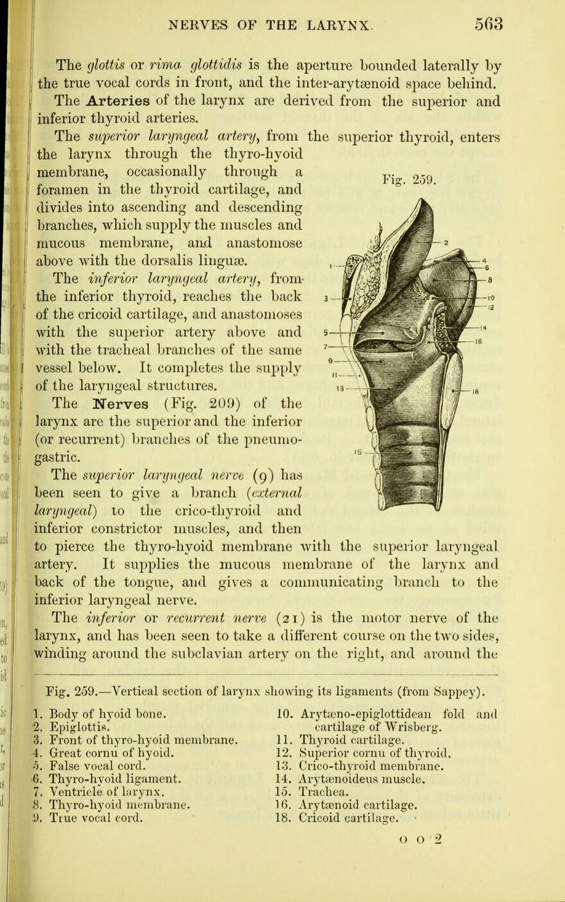 Fis\ 259. The glottis or rima glottidis is the aperture hounded laterally by the true vocal cords in front, and the inter-arytsenoid space behind. The Arteries of the larynx are derived from the superior and inferior thyroid arteries. The superior laryngeal artery, from the superior thyroid, enters the larynx through the thyro-hyoid membrane, occasionally through a foramen in the thyroid cartilage, and divides into ascending and descending branches, which supply the muscles and mucous membrane, aud anastomose above with the dorsalis linguoe. The inferior laryngeal artery, from- the inferior thyroid, reaches the back of the cricoid cartilage, and anastomoses with the superior artery above and with the tracheal branches of the same vessel below. It completes the supply of the laryngeal structures. The Nerves (Fig. 209) of the larynx are the superior and the inferior (or recurrent) brandies of the pneumo- gastric. The superior laryngeal nerve (9) has been seen to give a branch (external laryngeal) to the cri co-thyroid and inferior constrictor muscles, and then to pierce the thyro-hyoid membrane with the superior laryngeal artery. It supplies the mucous membrane of the larynx and back of the tongue, and gives a communicating branch to the inferior laryngeal nerve. The inferior or recurrent nerve (21) is the motor nerve of the larynx, and has been seen to take a different course on the two sides, winding around the subclavian artery on the right, and around the Eig. 259.—Vertical section of larynx showing its ligaments (from Sappey). 1. Body of hyoid bone. 2. Epiglottis. 3. Front of thyro-hyoid membrane. 4. Great cornu of hyoid. 0. False vocal cord. •6. Thyro-hyoid ligament. 7. Ventricle ofhirynx. 8. Thyro-hyoid membrane, i). True vocal cord. 10 Arytaino-epiglottidean cartilage of Wrisberg. 11. Thyroid cartilage. 12. Superior cornu of thyroid. 13. Crico-thyroid membrane. 14. Arytacnoideus muscle. 15. Trachea. 16. Aryteenoid cartilage. 18. Cricoid cartilajire. fold ajid 0 O 2