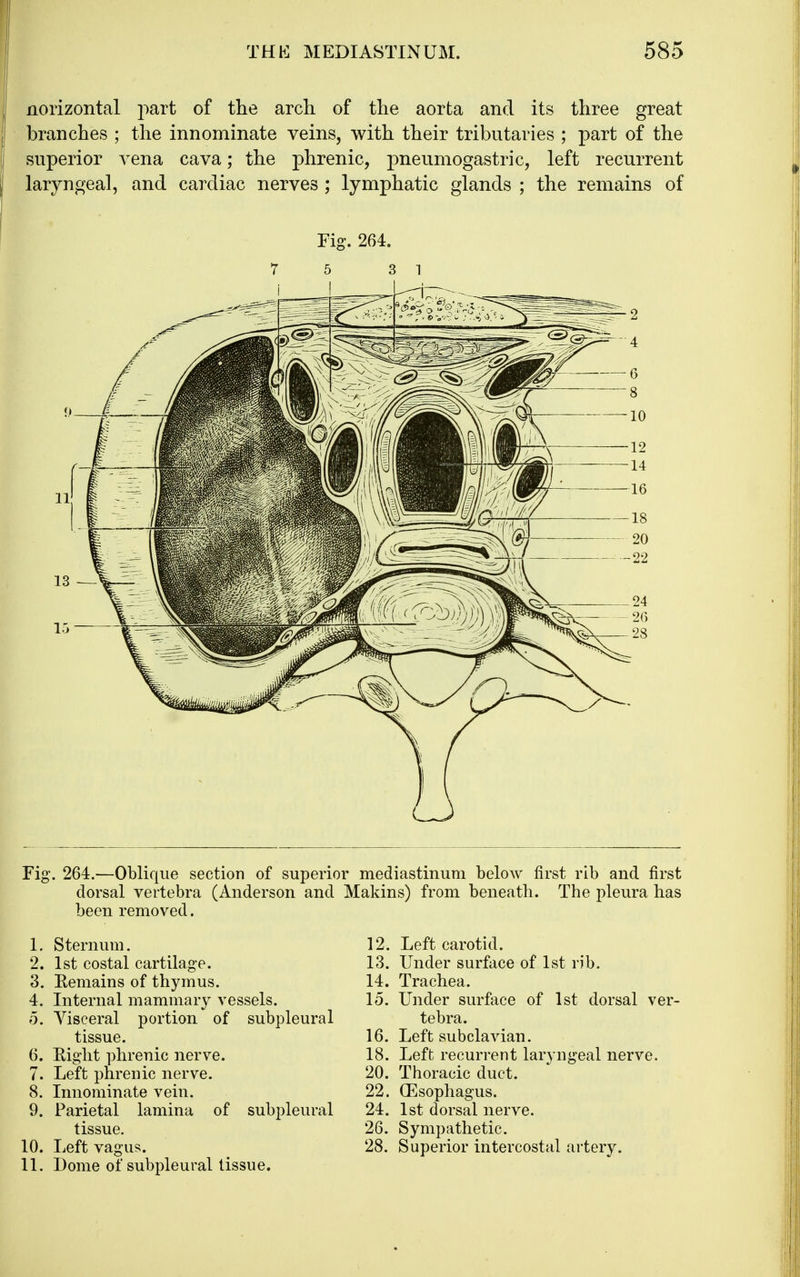norizontal part of the arch, of the aorta and its three great branches ; the innominate veins, with their tributaries ; part of the superior vena cava; the phrenic, pneumogastric, left recurrent laryngeal, and cardiac nerves ; lymphatic glands ; the remains of Fig. 264. 7 5 3 1 Fig. 264.—ObUque section of superior mediastinum below first rib and first dorsal vertebra (Anderson and Makins) from beneath. The pleura has been removed. 1. Sternum. 2. 1st costal cartilage. 3. Eemains of thymus. 4. Internal mammary vessels. 5. Visceral portion of subpleural tissue. 6. Eight phrenic nerve. 7. Left phrenic nerve. 8. Innominate vein. 9. Parietal lamina of subpleural tissue. 10. Left vagus. 11. Dome of subpleural tissue. 12. Left carotid. 13. Under surface of 1st rib. 14. Trachea. 15. Under surface of 1st dorsal ver- tebra. 16. Left subclavian. 18. Left recurrent laryngeal nerve. 20. Thoracic duct. 22. Oesophagus. 24. 1st dorsal nerve. 26. Sympathetic. 28. Superior intercostal artery.