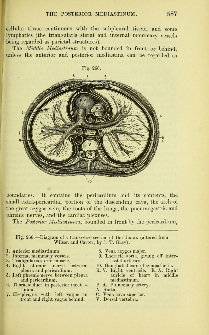 cellular tissue continuous with the subpleural tissue, and some lymphatics (the triangularis sterni and internal mammary vessels being regarded as parietal structures). The Middle Mediastinum is not bounded in front or behind, unless the anterior and posterior mediastina can be regarded as Fig. 266. boundaries. It contains the pericardium and its contents, the small extra-pericardial portion of the descending cava, the arch of the great azygos vein, the roots of the lungs, the pneumogastric and phrenic nerves, and the cardiac plexuses. The Posterior Mediastinum, bounded in front by the pericardium. Fig. 266.—Diagram of a transverse section of the thorax (aUered from Wilson and Carter, by J. T. Gray). 1. Anterior mediastinum. 2. Internal mammary vessels. 3. Triangularis sterni muscle. 4. Right phrenic nerve between pleura and pericardium. 5. Left phrenic nerve between pleura and pericardium. 6. Thoracic duct in posterior medias- tinum. 7. (Esophagus with left vagus in front and right vagus behind. 8. Vena azygos major. 9. Thoracic aorta, giving off inter- costal arteries. 10. Gangliated cord of sympathetic. R. V. Right ventricle. R. A. Right auricle of heart in middle mediastinum. P. A. Pulmonary artery. A. Aorta. C. Vena cava superior. V. Dorsal vertebra.