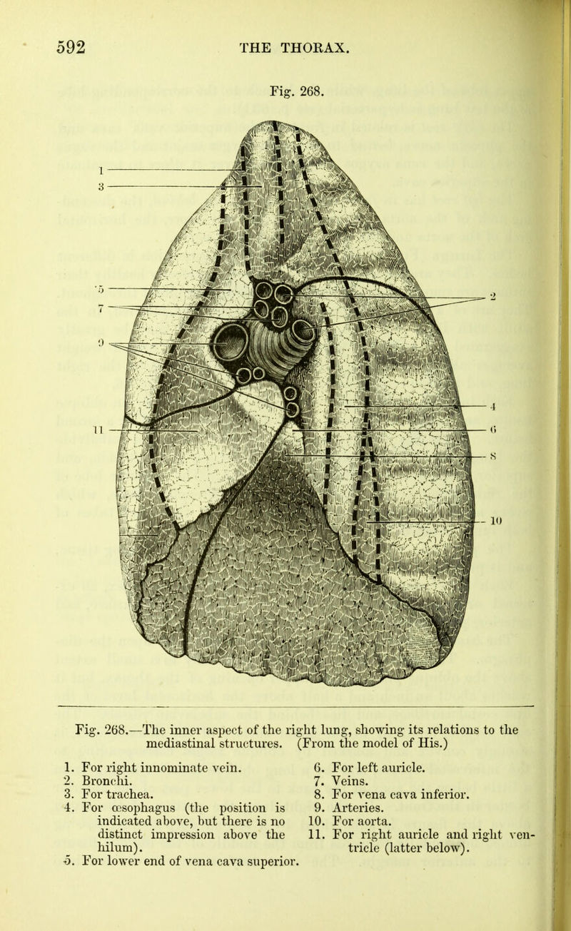 Fig. 268. Pig. 268.—The inner aspect of the right lung, showing its relations to the mediastinal structures. (From the model of His.) 1. For right innominate vein. 6. 2. Bronchi. 7. 3. For trachea. 8. 4. For oesophagus (the position is 9. indicated above, but there is no 10. distinct impression above the 11. hilum). ■5. For lower end of vena cava superior. For left auricle. Veins. For vena cava inferior. Arteries. For aorta. For right auricle and right tricle (latter below). ven-