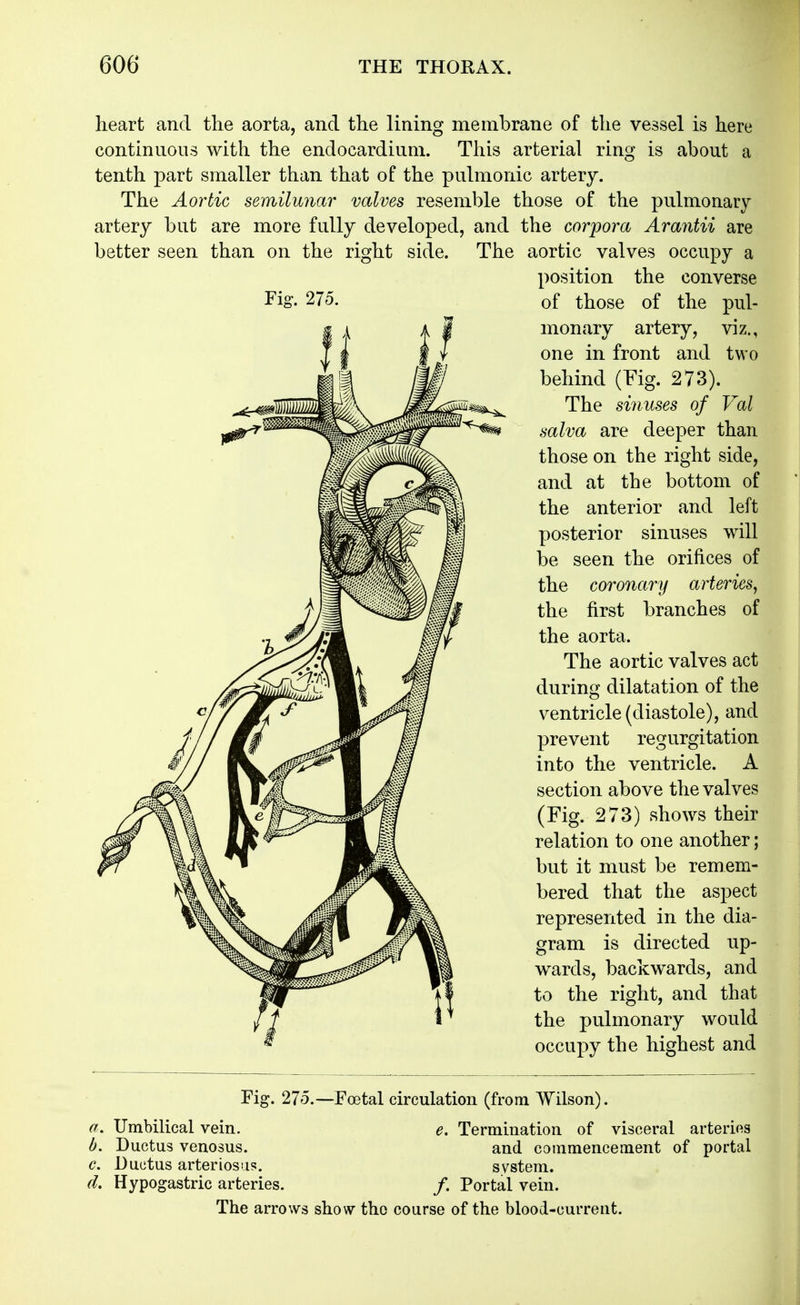 heart and tlie aorta, and the lining membrane of the vessel is here continuous with the endocardium. This arterial ring is about a tenth part smaller than that of the pulmonic artery. The Aortic semilunar valves resemble those of the pulmonary artery but are more fully developed, and the corpora Arantii are better seen than on the right side. The aortic valves occupy a position the converse Fig-. 275. of those of the pul- monary artery, viz., one in front and two behind (Fig. 273). The sinuses of Val salva are deeper than those on the right side, and at the bottom of the anterior and left posterior sinuses will be seen the orifices of the coronary arteries^ the first branches of the aorta. The aortic valves act during dilatation of the ventricle (diastole), and prevent regurgitation into the ventricle. A section above the valves (Fig. 273) shows their relation to one another; but it must be remem- bered that the aspect represented in the dia- gram is directed up- wards, backwards, and to the right, and that the pulmonary would occupy the highest and Fig. 275.—Foetal circulation (from Wilson). a. Umbihcal vein. e. Termination of visceral arterins b. Ductus venosus. and commencement of portal c. Ductus arteriosus. system. (L Hypogastric arteries. /. Portal vein. The arrows show the course of the blood-current.
