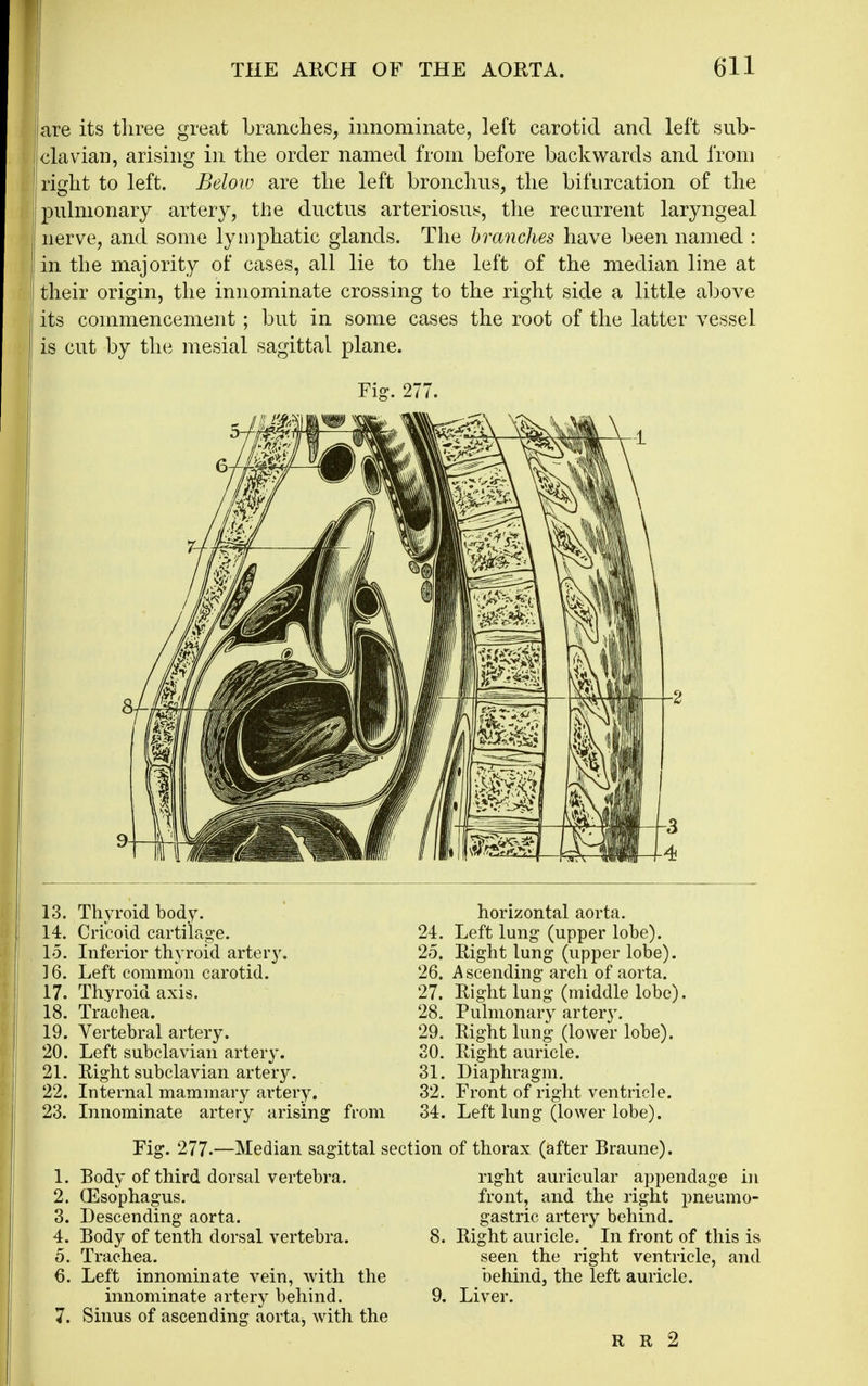 are its three great branches, innominate, left carotid and left sub- clavian, arising in the order named from before backwards and from right to left. Beloiv are the left bronchus, the bifurcation of the pulmonary artery, the ductus arteriosus, the recurrent laryngeal nerve, and some lymphatic glands. The branches have been named : in the majority of cases, all lie to the left of the median line at their origin, the innominate crossing to the right side a little above its commencement; but in some cases the root of the latter vessel is cut by the mesial sagittal plane. Fi^. 277. 13. Thyroid body. 14. Cricoid cartilage. 15. Inferior thyroid artery. ] 6. Left common carotid. 17. Thyroid axis. 18. Trachea. 19. Vertebral artery. 20. Left subclavian artery. 21. Right subclavian artery. 22. Internal mammary artery. 23. Innominate artery arising from 24. 25. 26. 27. 28. 29. 20. horizontal aorta. Left lung (upper lobe). Right lung (upper lobe). A scending arch of aorta. Right lung (middle lobe). Pulmonary artery. Right lung (lower lobe). Right auricle. 31. Diaphragm. 32. Front of right ventricle. 34. Left lung (lower lobe). Fig. 277.—Median sagittal section of thorax (after Braune), 1. Body of third dorsal vertebra. 2. (Esophagus. 3. Descending aorta. 4. Body of tenth dorsal vertebra. 5. Trachea. 6. Left innominate vein, with the innominate artery behind. 7. Sinus of ascending aorta, with the right auricular appendage in front, and the right pneumo- gastric artery behind. 8. Right auricle. In front of this is seen the right ventricle, and behind, the left auricle. 9. Liver. R R 2