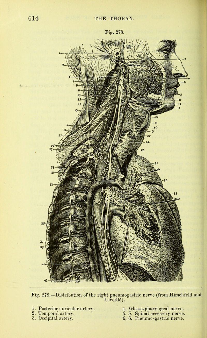 Fig. 278. Fig. 278.—Distribution of the right pneumogastric uerve (from Hirschfeld and Leveille). 1. Posterior auricular artery. 4. Glosso-pharyngeal nerve. 2. Temporal artery. 5, 5. Spinal-accessory nerve. 3. Occipital artery. 6, 6. Pneumo-gastric nerve.