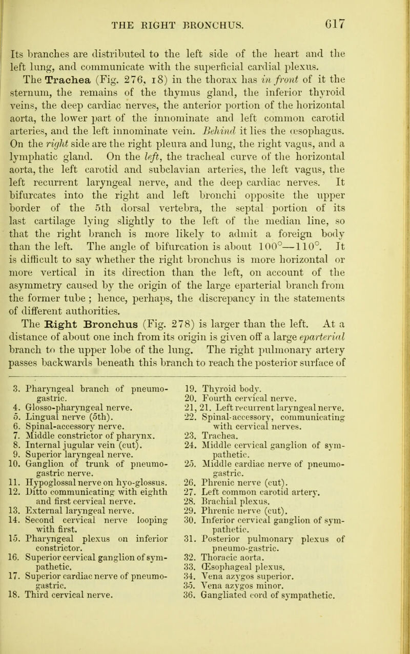 THE RIGHT BRONCHUS. C17 Its branches are distributed to the left side of the heart and the left lung, and communicate with the superficial cardial plexus. The Trachea (Fig. 276, i8) in the thorax has in front of it the sternum, the remains of the thymus gland, the inferior thyroid veins, the deep cardiac nerves, the anterior portion of the horizontal aorta, the lower jjart of the innominate and left common carotid arteries, and the left innominate vein. Behind it lies the (esophagus. On the right side are the right pleura and lung, the right vagus, and a lymphatic gland. On the left, the tracheal curve of tlie horizontal aorta, the left carotid and subclavian arteries, the left vagus, the left recurrent laryngeal nerve, and the deep cardiac nerves. It bifurcates into the right and left bronchi opposite the upper border of the 5th dorsal vertebra, the septal portion of its last cartilage lying slightly to the left of the median line, so that the right branch is more likely to admit a foreign body than the left. The angle of bifurcation is about 100°—110°. It is difficult to say whether the right bronchus is more horizontal or more vertical in its direction than the left, on account of the asymmetry caused by the origin of the large eparterial branch from the former tube ; hence, perhaps, the discrepancy in the statements of different authorities. The Right Bronchus (Fig. 278) is larger than the left. At a distance of about one inch from its origin is given off a large eparterial branch to the upper lobe of the lung. The right pulmonary artery passes backwards beneath this branch to reach the posterior surface of 3. Phar}Tigeal branch of pneumo- gastric. 4. Glosso-phanTigeal nerve. 5. Lingual nerve (5th). 6. Spinal-accessory nerve. 7. Middle constrictor of pharynx. 8. Internal jugular vein (cut). 9. Superior laryngeal nerve. 10. Ganglion of trunk of pneumo- gastric nerve. 11. Hypoglossal nerve on hyo-glossus. 12. Ditto communicating with eighth and first cervical nerve. 13. External laryngeal nerve. 14. Second cervical nerve looping with first. 15. Pharyngeal plexus on inferior constrictor. 16. Superior cervical ganglion of sym- pathetic. 17. Superior cardiac nerve of pneumo- gastric. 18. Third cervical nerve. 19. Thyroid body. 20. Fourth cervical nerve. 21. 21. Left recurrent laryngeal nerve. 22. Spinal-accessor}^ communicating with cervical nerves. 23. Trachea. 24. Middle cervical ganglion of sym- pathetic. 25. Middle cardiac nerve of pneumo- gastric. 26. Phrenic nerve (cut). 27. Left common carotid artery. 28. Brachial plexus. 29. Phrenic nerve (cut). 30. Inferior cervical ganglion of sym- pathetic. 31. Posterior pulmonary plexus of pneumo-gastric. 32. Thoracic aorta. 33. Oesophageal plexus. 34. Vena azygos superior. 35. Vena azygos minor. 36. Gangliated cord of sympathetic.