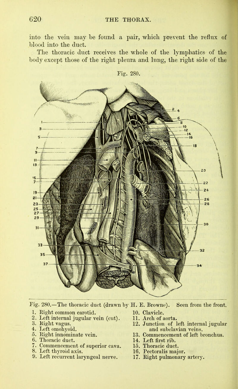 into the vein may be found a pair, whicli prevent the reflux of blood into the duct. The thoracic duct receives the whole of the lymphatics of the body except those of the right pleura and lung, the right side of the Fig. 280. Fig. 280.—The thoracic duct (drawn 1. Kight common carotid. 2. Left internal jugular vein (cut). 3. Eight vagus. 4. licft omohyoid. 5. Kight innominate vein. 6. Thoracic duct. 7. Commencement of superior cava. 8. Left thyroid axis. 9. Left recurrent laryngeal nerve. i H. E. Browne). Seen from the front. 10. Clavicle. 11. Arch of aorta. 12. Junction of left internal jugular and subclavian veins. 13. Commencement of left bronchus. 14. Left first rib. 15. Thoracic duct. 16. Pectoralis major. 17. Right pulmonary artery.