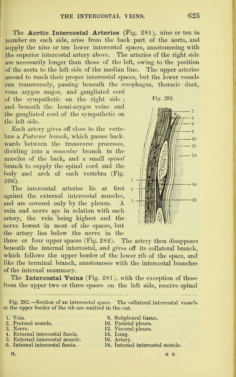 The Aortic Intercostal Arteries (Fig. 281), nine or ten in number on each side, arise from the back part of the aorta, and supply the nine or ten lower intercostal spaces, anastomosing with the superior intercostal artery above. The arteries of the right side are necessarily longer than those of the left, owing to the position of the aorta to the left side of the median line. The ripper arteries ascend to reach their proper intercostal spaces, but the lower vessels run transversely, passing beneath the oesophagus, thoracic duct, vena azygos major, and gangliated cord of the sympathetic on the right side ; and beneath the hemi-azygos veins and the gangliated cord of the sympathetic on the left side. Each artery gives off close to the verte- brae a Posterior branch, which passes back- wards between the transverse processes, dividing into a muscular branch to the muscles of the back, and a small spinal branch to supply the spinal cord and the body and arch of each vertebra (Fig. 266). The intercostal arteries lie at first against the external intercostal muscles, and are covered only by the pleurae. A vein and nerve are in relation with each artery, the vein being highest and the nerve lowest in most of the spaces, but the artery lies below the nerve in the three or four upper spaces (Fig. 282). The artery then disappears beneath the internal intercostal, and gives off its collateral branch, which follows the upper border of the lower rib of the space, and like the terminal branch, anastomoses with the intercostal branches of the internal mammary. The Intercostal Veins (Fig. 281), with the exception of those from the upper two or three spaces on the left side, receive spinal Fig. 282. Fig. 282.—Section of an intercostal space. The collateral intercostal vessels at the upper border of the rib are omitted in the cut. 1. Vein. 2. Pectoral muscle. 3. Nerve. 4. External intercostal fascia. 5. External intercostal muscle. 6. Internal intercostal fascia. 8. Subpleural tissue. 10. Parietal pleura. 12. Visceral pleura. 14. Lung. 16. Artery. 18. Internal intercostal muscle. H. S S