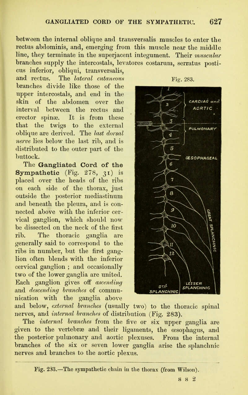 between the internal oblique and transversalis muscles to enter the rectus abdominis, and, emerging from this muscle near the middle line, they terminate in the superjacent integument. Their muscular branches supply the intercostals, levatores costarum, serratus posti- cus inferior, obliqui, transversalis, and rectus. The lateral cutaneous Fig. 283. branches divide like those of the upper intercostals, and end in the skin of the abdomen over the interval between the rectus and erector spinse. It is from these that the twigs to the external oblique are derived. The last dorsal nerve lies below the last rib, and is distributed to the outer part of the buttock. The G-angliated Cord of the Sympathetic (Fig. 278, 31) is placed over the heads of the ribs on each side of the thorax, just outside the posterior mediastinum and beneath the pleura, and is con- nected above with the inferior cer- vical ganglion, which should now be dissected on the neck of the first rib. The thoracic ganglia are generally said to correspond to the ribs in number, but the first gang- lion often blends with the inferior cervical ganglion ; and occasionally two of the lower ganglia are united. Each ganglion gives off ascending and descending branches of commu- nication with the ganglia above and below, external branches (usually two) to tlie thoracic spinal nerves, and internal branches of distribution (Fig. 283). The internal branches from the five or six upper ganglia are given to the vertebrae and their ligaments, the oesophagus, and the posterior pulmonary and aortic plexuses. From the internal branches of the six or seven lower ganglia arise the splanchnic nerves and branches to the aortic plexus. Fig. 233.—The sympathetic chain in the thorax (from Wilson). s s 2