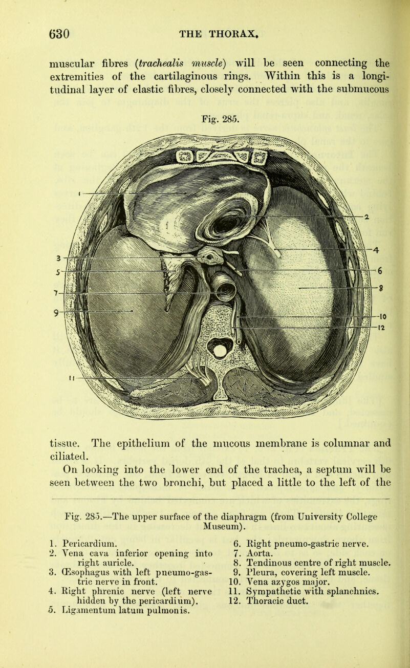 muscular fibres (trachealis muscle) will be seen connecting the extremities of the cartilaginous rings. Within this is a longi- tudinal layer of elastic fibres, closely connected with the submucous Fig-. 285. tissue. The epithelium of the mucous membrane is columnar and ciliated. On looking into the lower end of the trachea, a septum will be seen between the two bronchi, but placed a little to the left of the Fig. 285.—The upper surface of the diaphragm (from University College Museum). 1. Pericardium. 2. Yena cava inferior opening into right auricle. 3. Oesophagus with left pneumo-gas- tric nerve in front. 4. Eight phrenic nerve (left nerve hidden by the pericardium). 5. Ligamentum latum pulmonis. 6. Right pneumo-gastric nerve. 7. Aorta. 8. Tendinous centre of right muscle. 9. Pleura, covering left muscle. 10. Vena azygos major. 11. Sympathetic with splanchnics, 12. Thoracic duct.