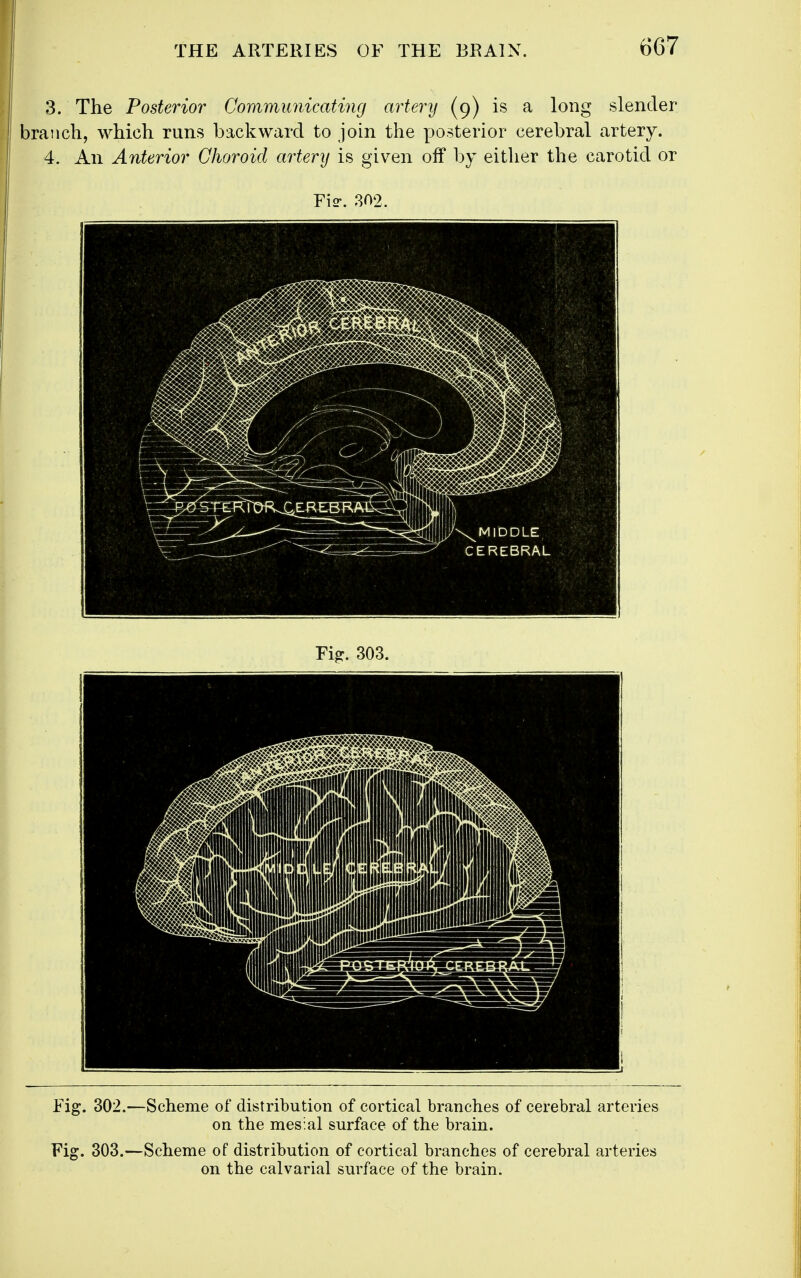 3. The Posterior Communicatincj artery (9) is a long slender branch, which runs backward to join the posterior cerebral artery. 4. An Anterior Choroid artery is given olf by either the carotid or Fiir. 302. Fig. 302.—Scheme of distribution of cortical branches of cerebral arteries on the mesial surface of the brain. Fig. 303.—Scheme of distribution of cortical branches of cerebral arteries on the calvarial surface of the brain.