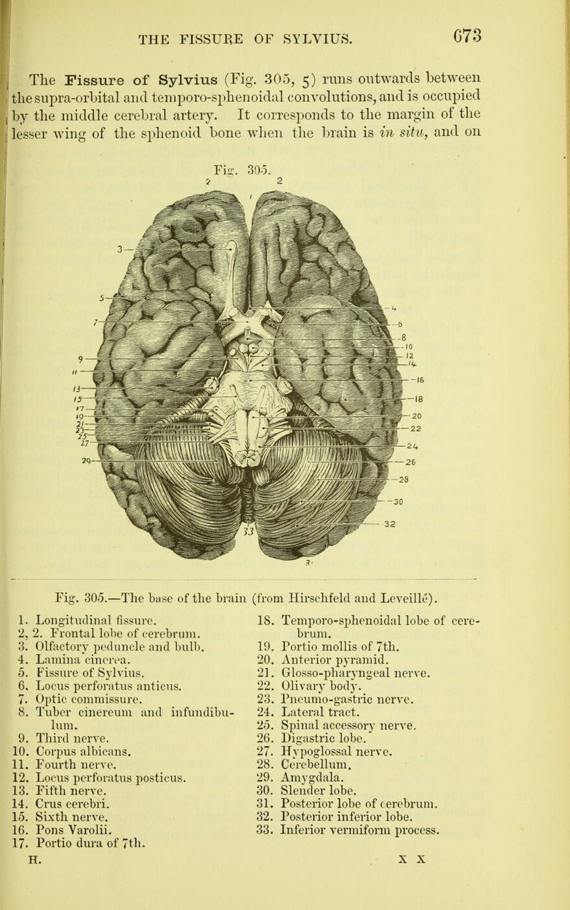 The Fissure of Sylvius (Fig. 305, 5) runs outwards between the supra-orbital and teniporo-sphenoidal convolutions, and is occupied by the middle cerebral artery. It corresponds to the margin of the lesser wing of the sphenoid bone wdien the brain is m situ, and on Fig. 305. Fig. 305.—The base of the brain (from Hirsehfeld and Leveille). 1. Longitudinal fissure. 2. 2. Frontal lobe of cerebrum. 3. Olfactory peduncle and bulb. 4. Lamina cinerea. 5. Fissure of Sylvius. 6. Locus perforatus anticus. 7. Optic commissure. 8. Tuber cinereum and infundibu- lum. 9. Third nerve. 10. Corpus albicans. 11. Fourth nerve. 12. Locus perforatus posticus. 13. Fifth nerve. 14. Crus cerebri. 15. Sixth nerve, 16. Pons Varolii. 17. Portio dura of 7th. 18. Temporo-sphenoidal lobe of cere- brum, 19. Portio mollis of 7th. 20. Anterior pyramid. 21. Glosso-pharyngeal nerve. 22. Olivary body. 23. Pneumo-gastric nerve. 24. Lateral tract. 25. Spinal accessory nerve. 26. Digastric lobe. 27. Hvpoglossal nerve. 28. Cerebellum. 29. Amygdala. 30. Slender lobe. 31. Posterior lobe of cerebrum. 32. Posterior inferior lobe. 33. Inferior vermiform process. H. X X