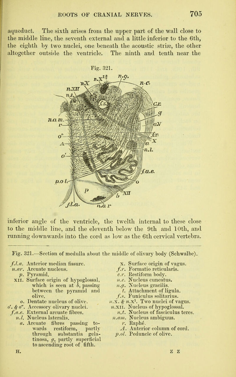 aqueduct. The sixth arises from the upper part of the wall close to the middle line, the seventh external and a little inferior to the 6th, the eighth by two nuclei, one beneath the acoustic strise, the other altogether outside the ventricle. The ninth and tenth near the Fig. 321. inferior angle of the ventricle, the twelth internal to these close to the middle line, and the eleventh below the 9th and 10th, and running downwards into the cord as low as the 6th cervical vertebra. Fig. 321.—Section of medulla about the middle of olivary body (Schwalbe). f.l.a. Anterior median fissure. x. n.ar. Arcuate nucleus. /.r. p. Pyramid. c.r. XII. Surface origin of hypoglossal, n.e. which is seen at ^, passing n.g, between the pyramid and t. olive. f.s. 0. Dentate nucleus of olive. ^ v^x.^ o'. o. Accessory olivary nuclei. f.a.e. External arcuate fibres, n.t. n.l. Nucleus lateralis. n.am. a. Arcuate fibres passing to- r. wards restiform, partly A. through substantia gela- p.ol. tinosa, partly superficial to ascending root of fifth. Surface origin of vagus. Formatio reticularis. Eestiform body. Nucleus cuneatus. Nucleus gracilis. Attachment of ligula. Funiculus solitarius. •2.x^. Two nuclei of vagus. LXii. Nucleus of hypoglossal. Nucleus of fasciculus teres. Nucleus ambiguus. Raphe. Anterior column of cord. Peduncle of olive. Z Z