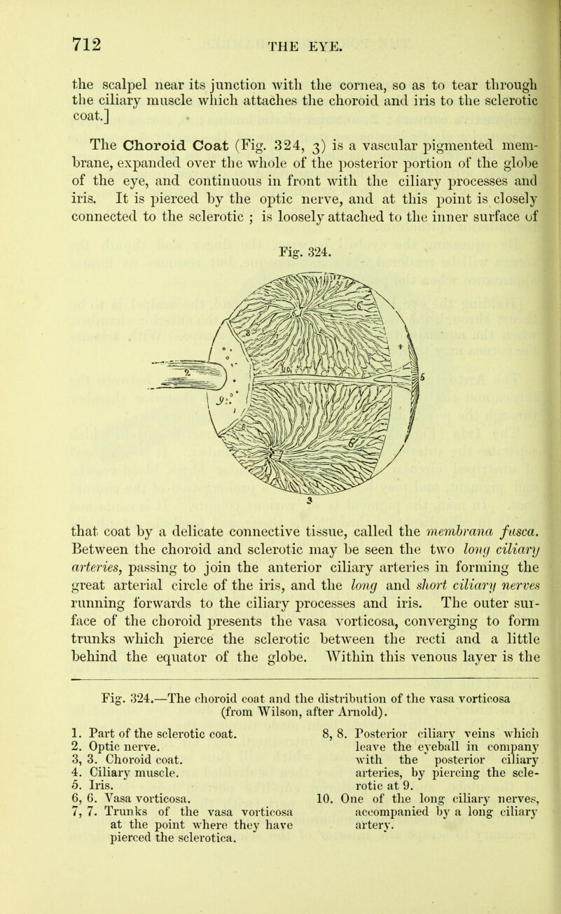 the scalpel near its junction with the cornea, so as to tear through the ciliary muscle which attaches the choroid and iris to the sclerotic coat.] The Choroid Coat (Fig. 324, 3) is a vascular pigmented mem- brane, expanded over the whole of the posterior portion of the globe of the eye, and continuous in front with the ciliary processes and iris. It is pierced by the optic nerve, and at this point is closely connected to the sclerotic ; is loosely attached to the inner surface of Fig. 324. 3 that coat by a delicate connective tissue, called the memhrana fasca. Between the choroid and sclerotic may be seen the two long ciliary arteries, passing to join the anterior ciliary arteries in forming the great arterial circle of the iris, and the long and shoi^t ciliary nerves running forwards to the ciliary processes and iris. The outer sur- face of the choroid presents the vasa vorticosa, converging to form trunks which pierce the sclerotic between the recti and a little behind the equator of the globe. Within this venous layer is the Fig. 324.—The choroid coat and the distribution of the vasa vorticosa (from Wilson, after Arnold). 1. Part of the sclerotic coat. 2. Optic nerve. 3. 3. Choroid coat. 4. Ciliary muscle. 5. Iris. 6. 6. Vasa vorticosa. 7. 7. Trunks of the vasa vorticosa at the point where they have pierced the sclerotica. 8, 8. Posterior ciUary veins which leave the eyeball in company with the posterior ciliary arteries, by piercing the scle- rotic at 9. 10. One of the long ciliary nerves, accompanied by a long ciliar} artery.